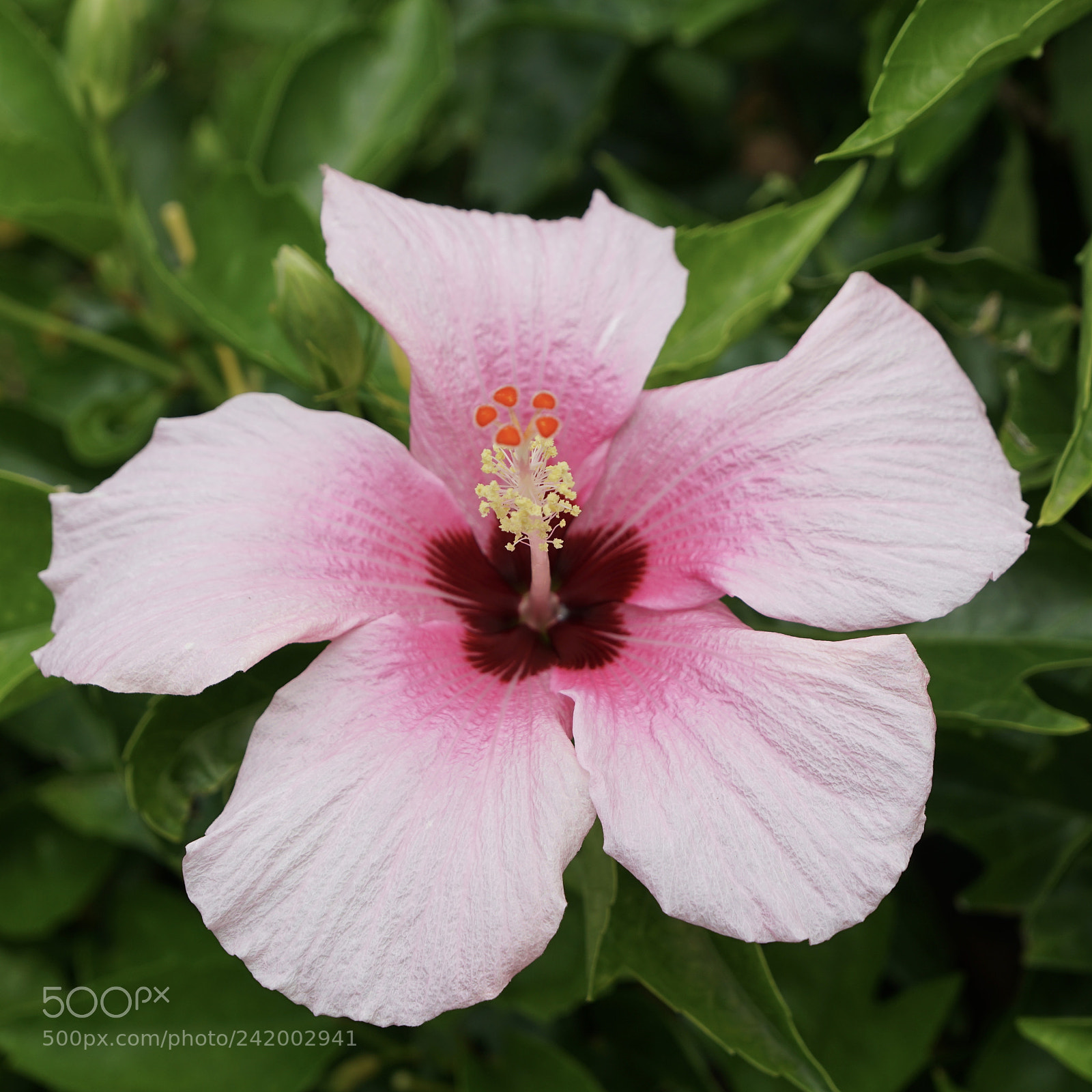 Sony a6300 sample photo. Kona hibiscus photography