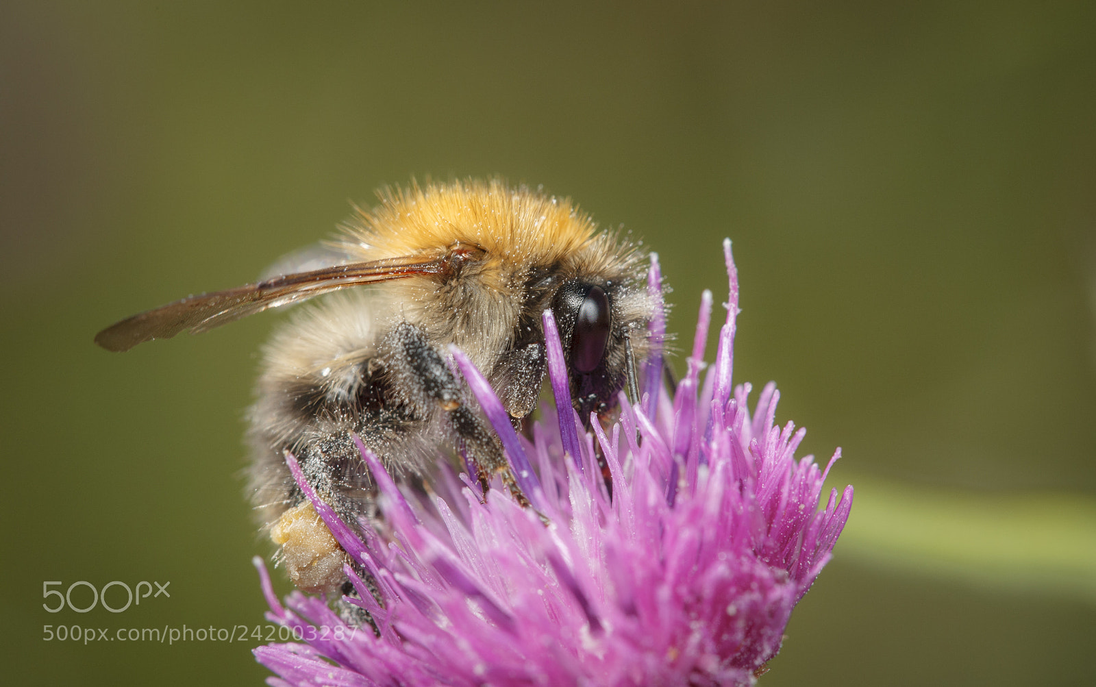 Canon EOS 5D sample photo. Common carder bee photography