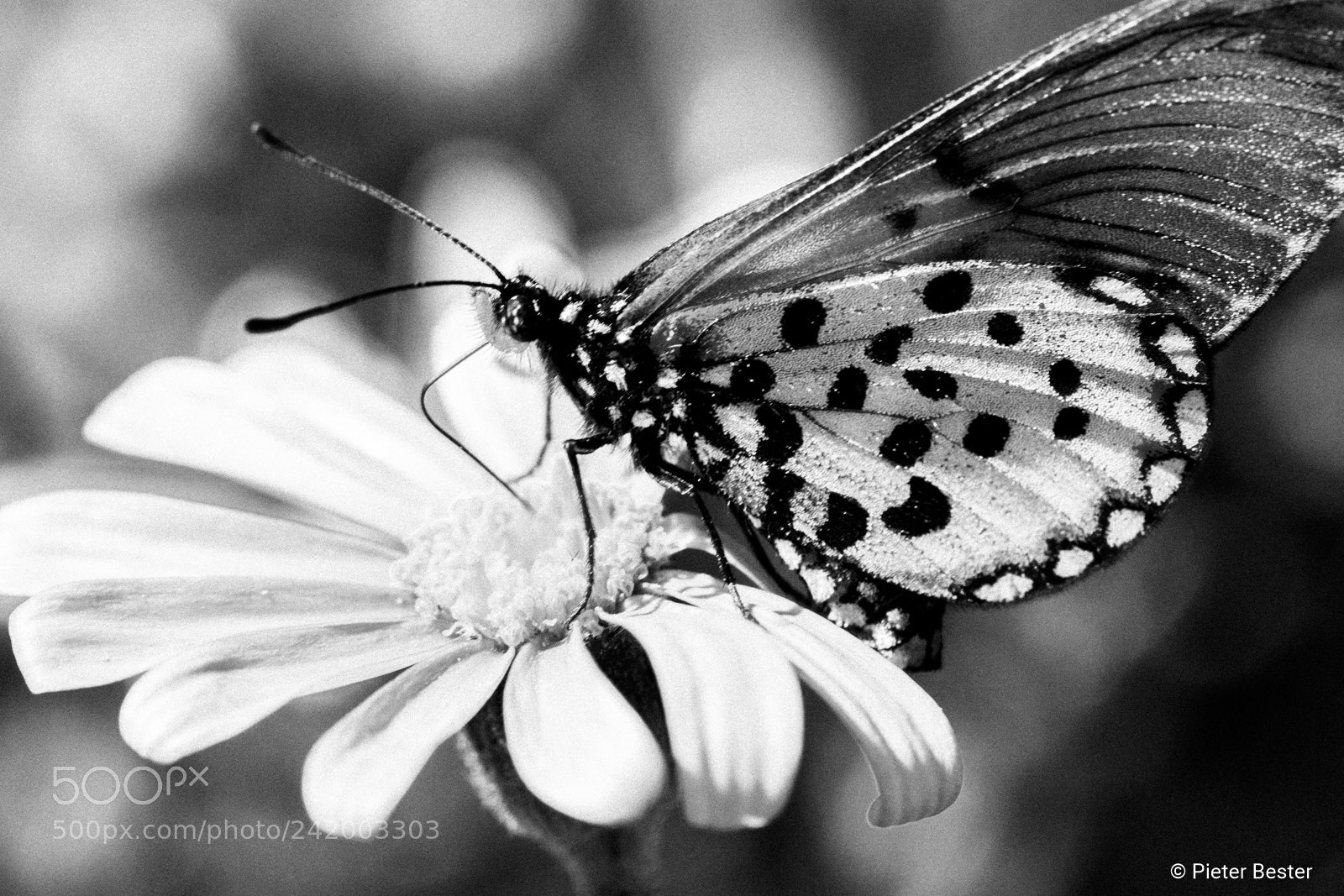 Canon EOS 750D (EOS Rebel T6i / EOS Kiss X8i) sample photo. Black and white butterfly photography