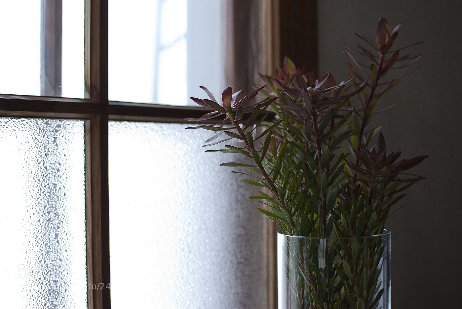 Nikon D60 sample photo. Window grass photography