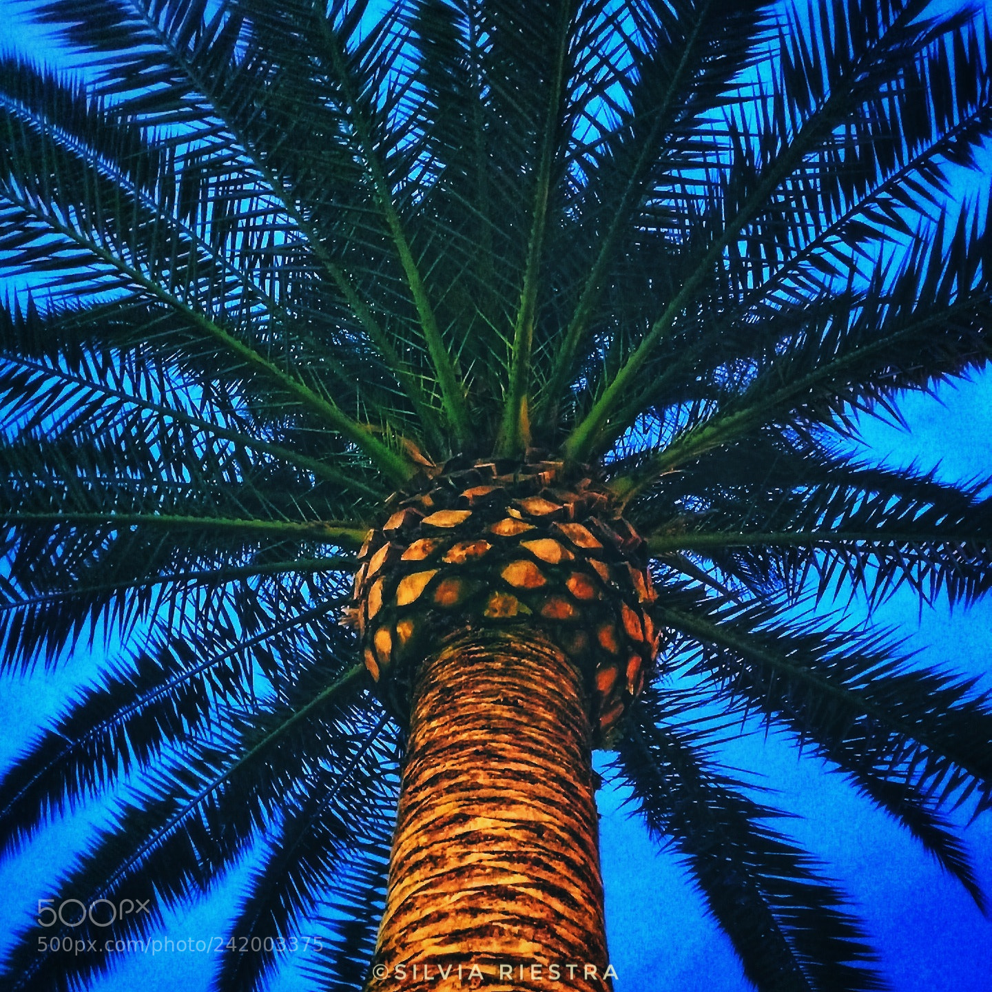 LG K10 (2017) sample photo. Palm tree photography