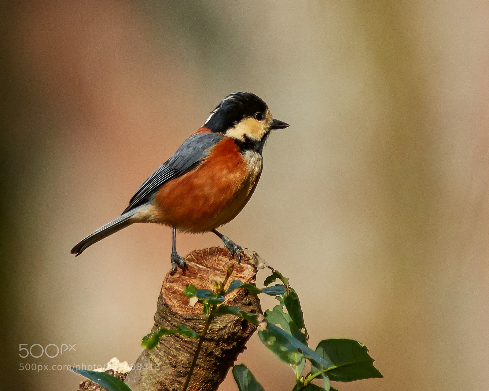 Nikon D500 sample photo. Varied tit photography
