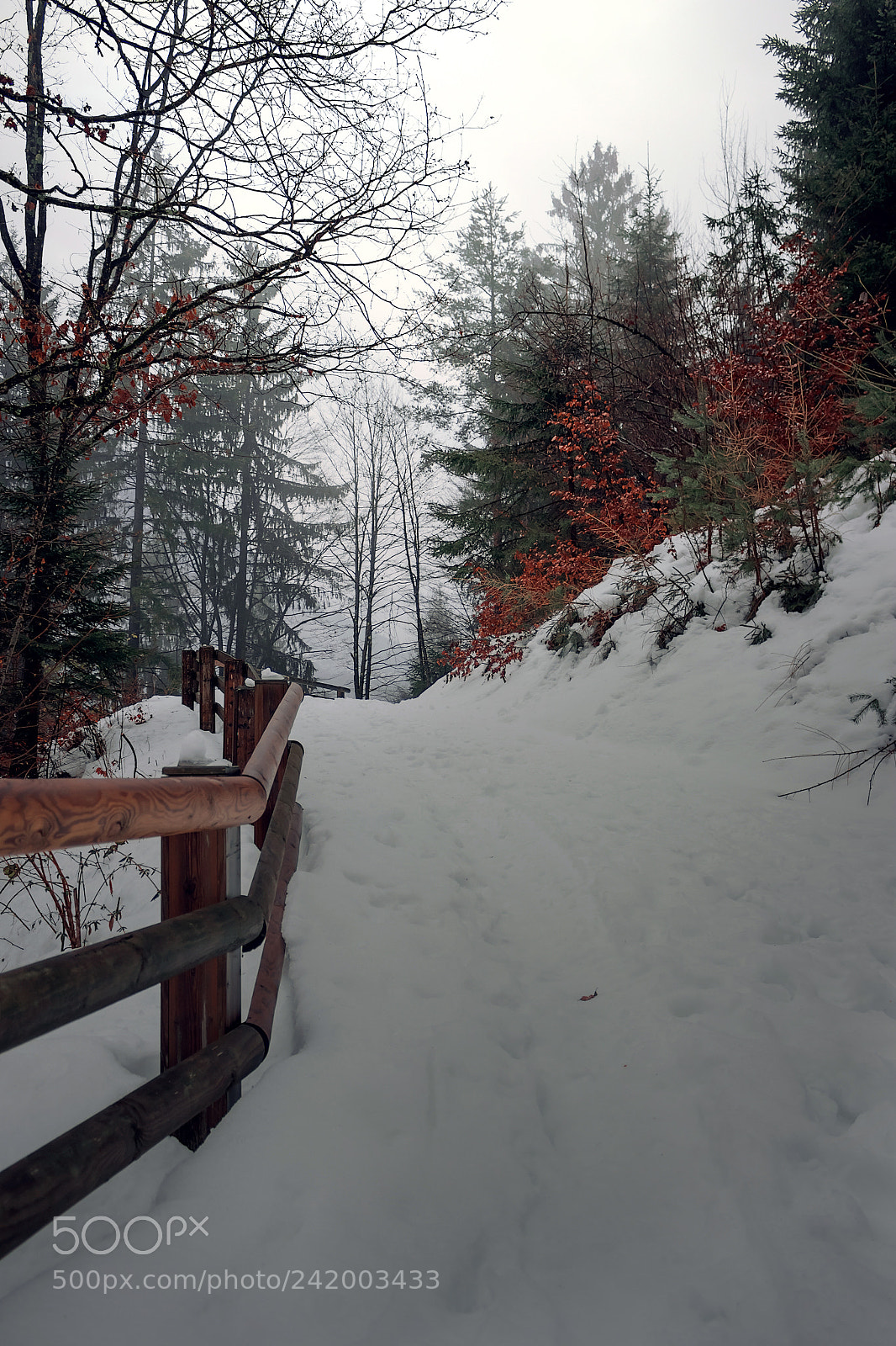 Canon EOS 100D (EOS Rebel SL1 / EOS Kiss X7) sample photo. Pathway in the snow photography