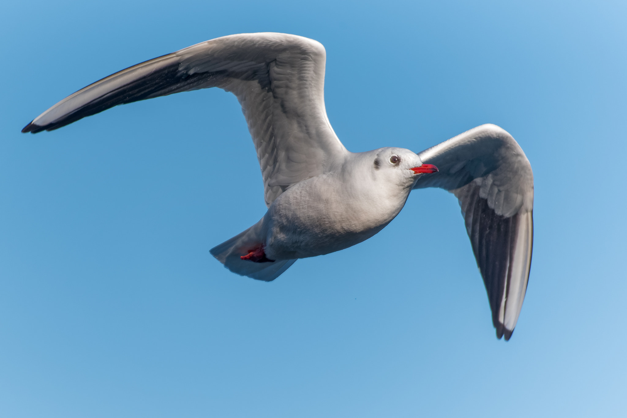 Sigma 150-600mm F5-6.3 DG OS HSM | S sample photo. Seagull in flight photography
