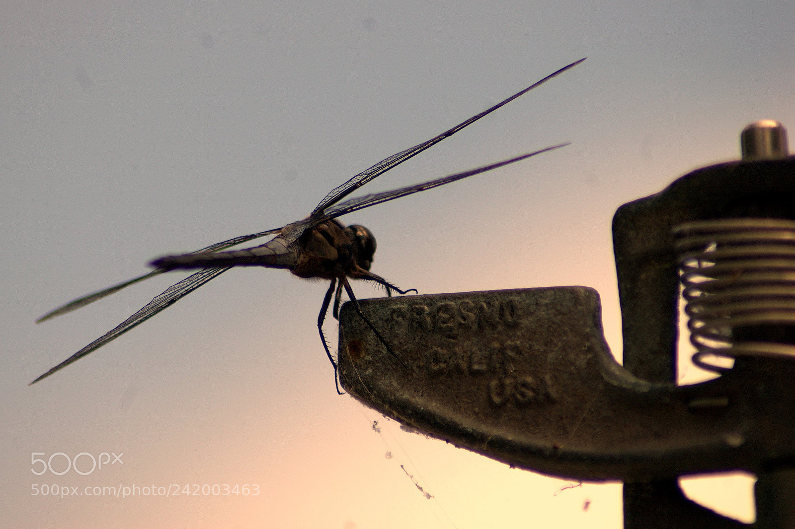 Nikon D70 sample photo. Dragonfly on a sprinkler photography