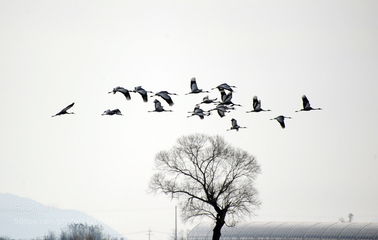 Nikon D700 sample photo. Untitled photography