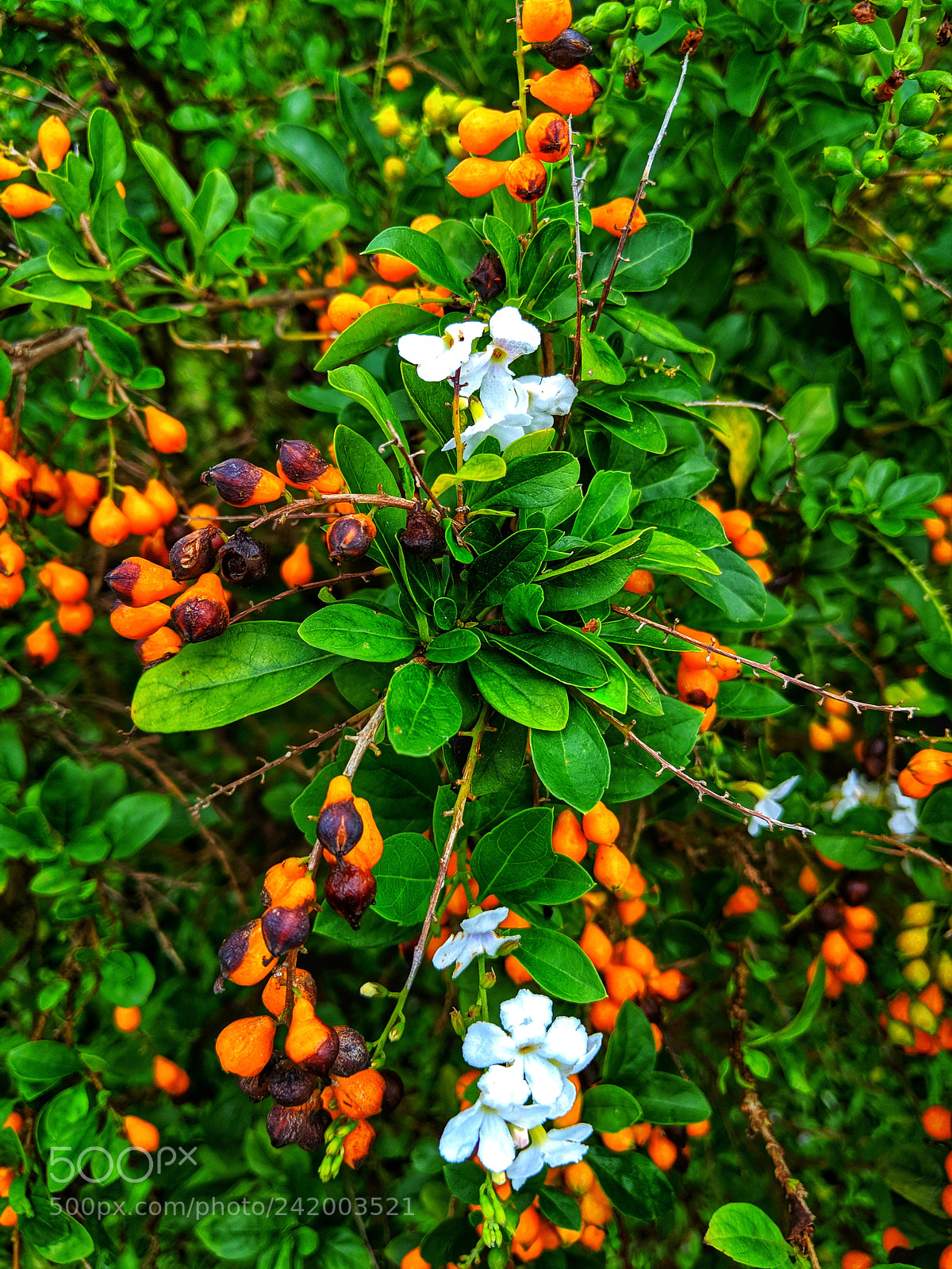 Google Pixel 2 sample photo. Beauty in wilderness photography