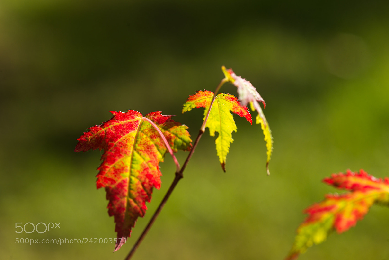 Nikon D800E sample photo. Red autumnal leaves photography