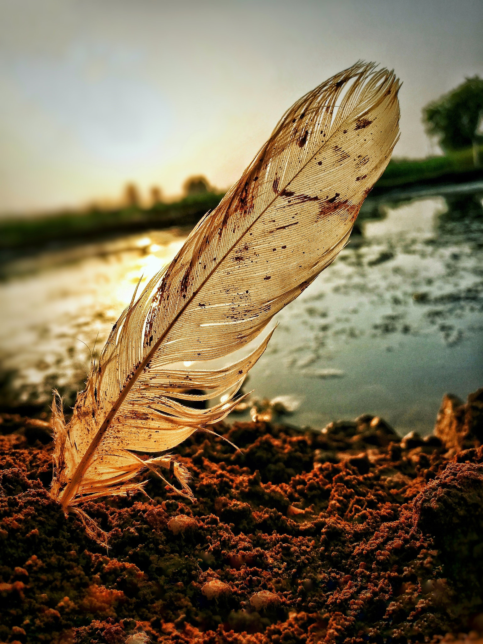 HUAWEI FRD-L02 sample photo. Feather.jpg photography