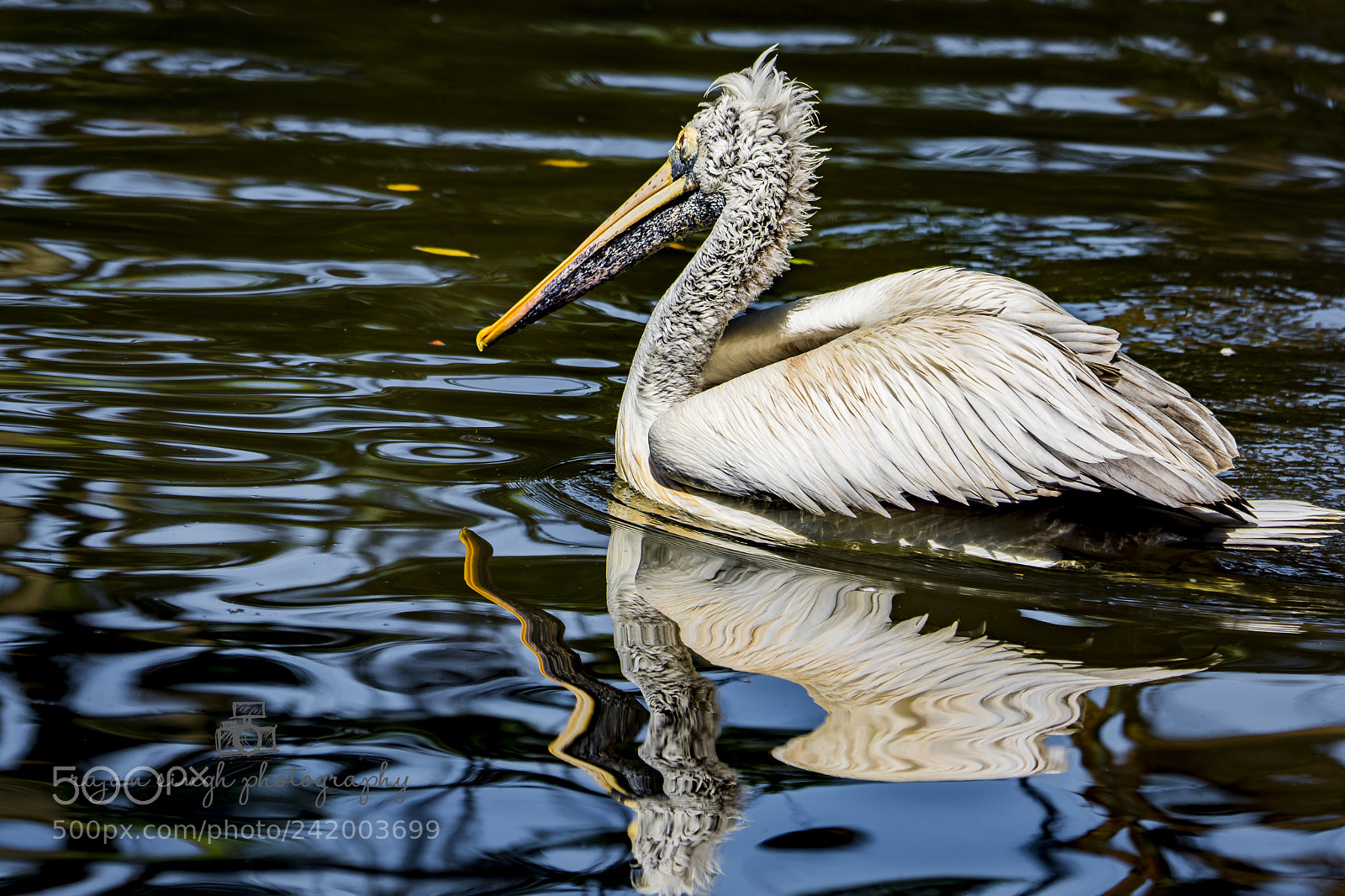 Nikon D7200 sample photo. Pelican and reflection photography