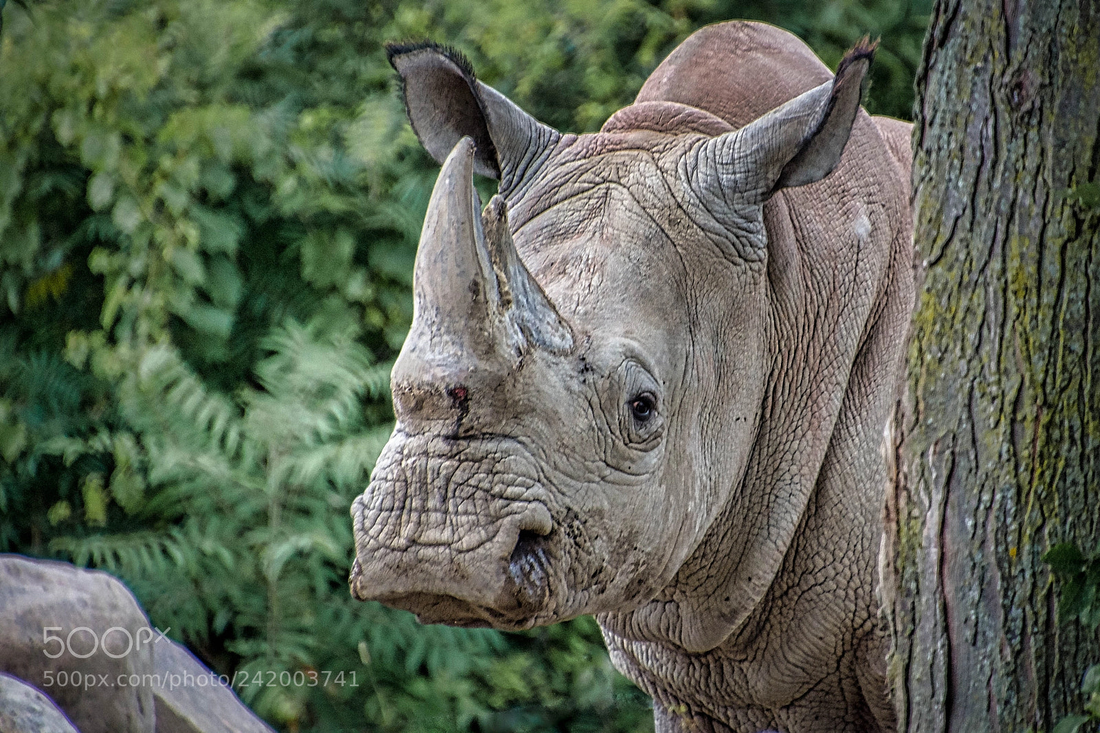 Nikon D7200 sample photo. Hey good lookin'  luminar2018 photography