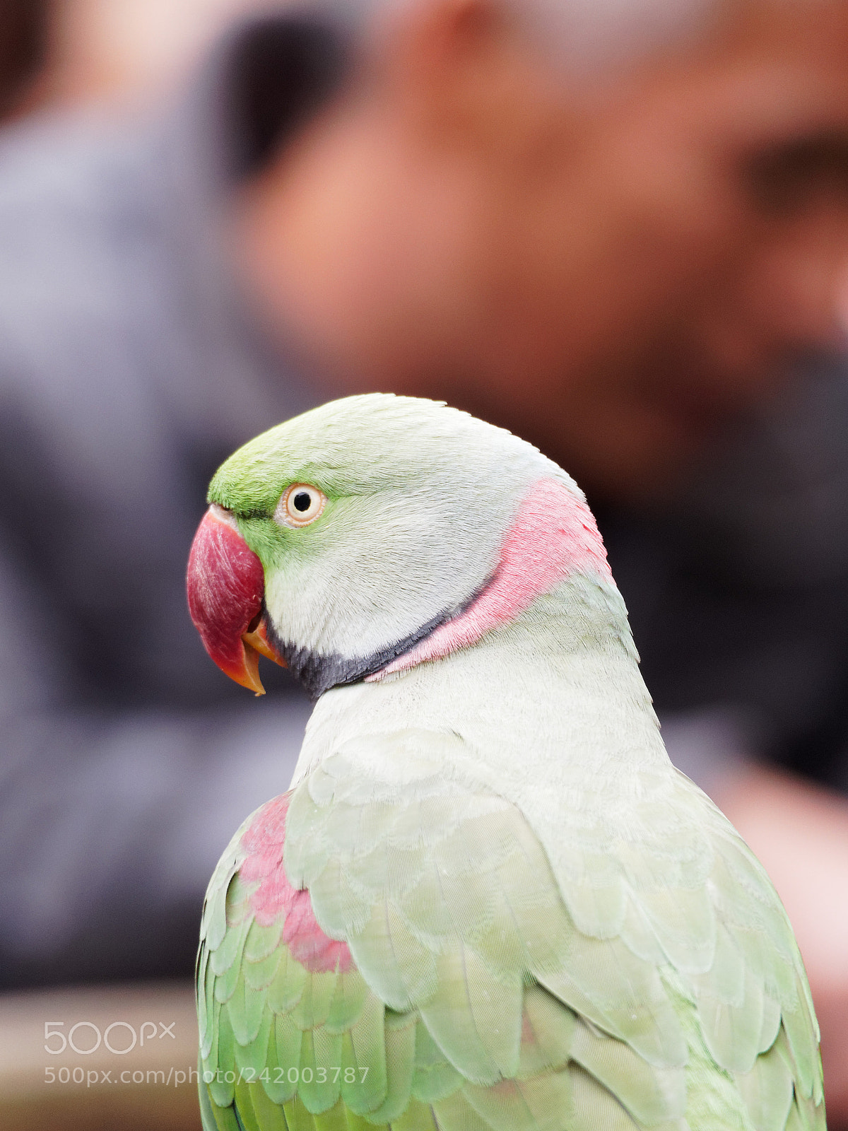Olympus OM-D E-M10 II sample photo. Green gaze photography