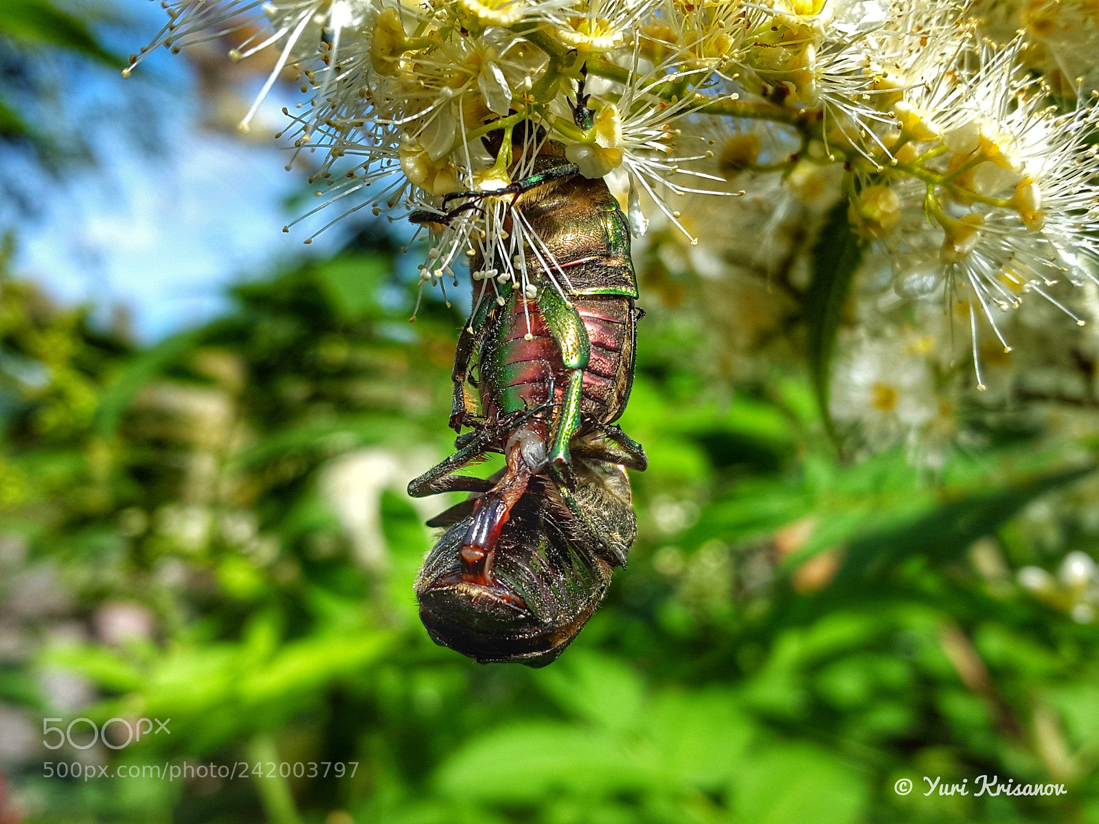 Samsung Galaxy Alpha sample photo. Extreme mating of beetles photography