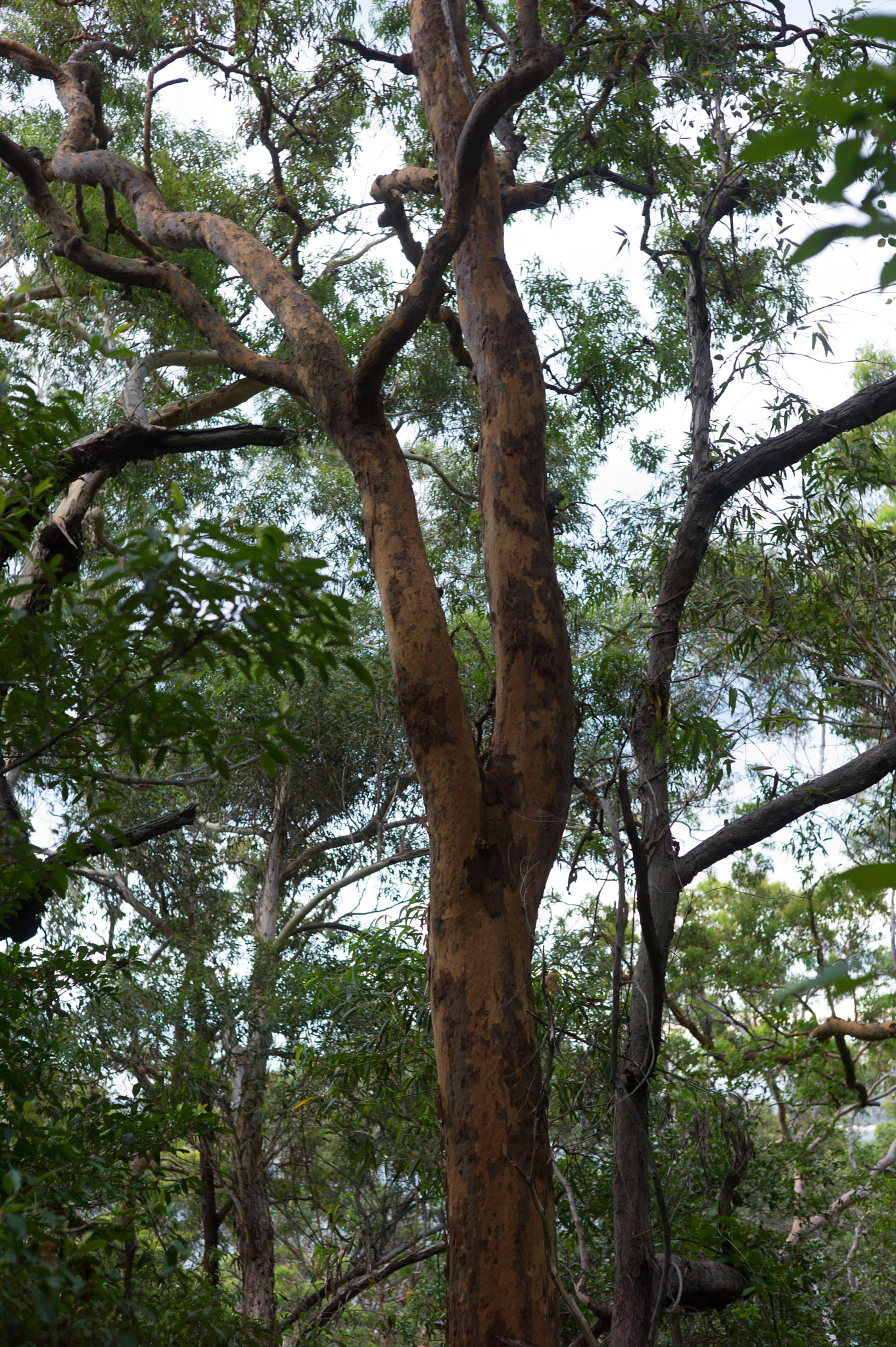 Leica M9 + Summicron-M 50mm f/2 (IV, V) sample photo. Tomaree national park photography