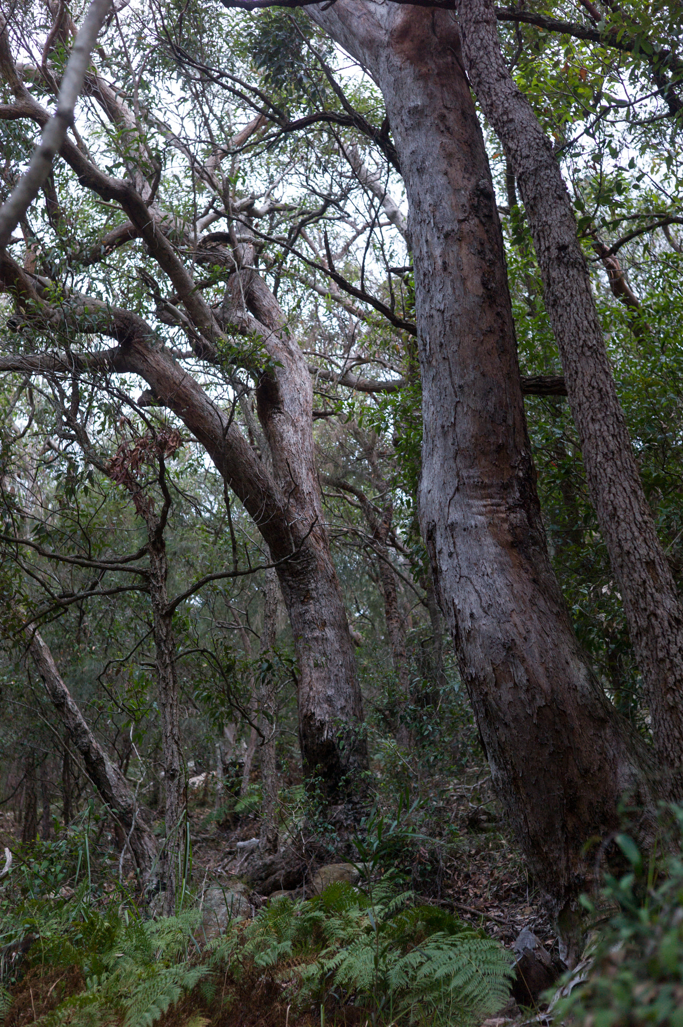 Leica M9 + Summicron-M 50mm f/2 (IV, V) sample photo. Tomaree national park photography