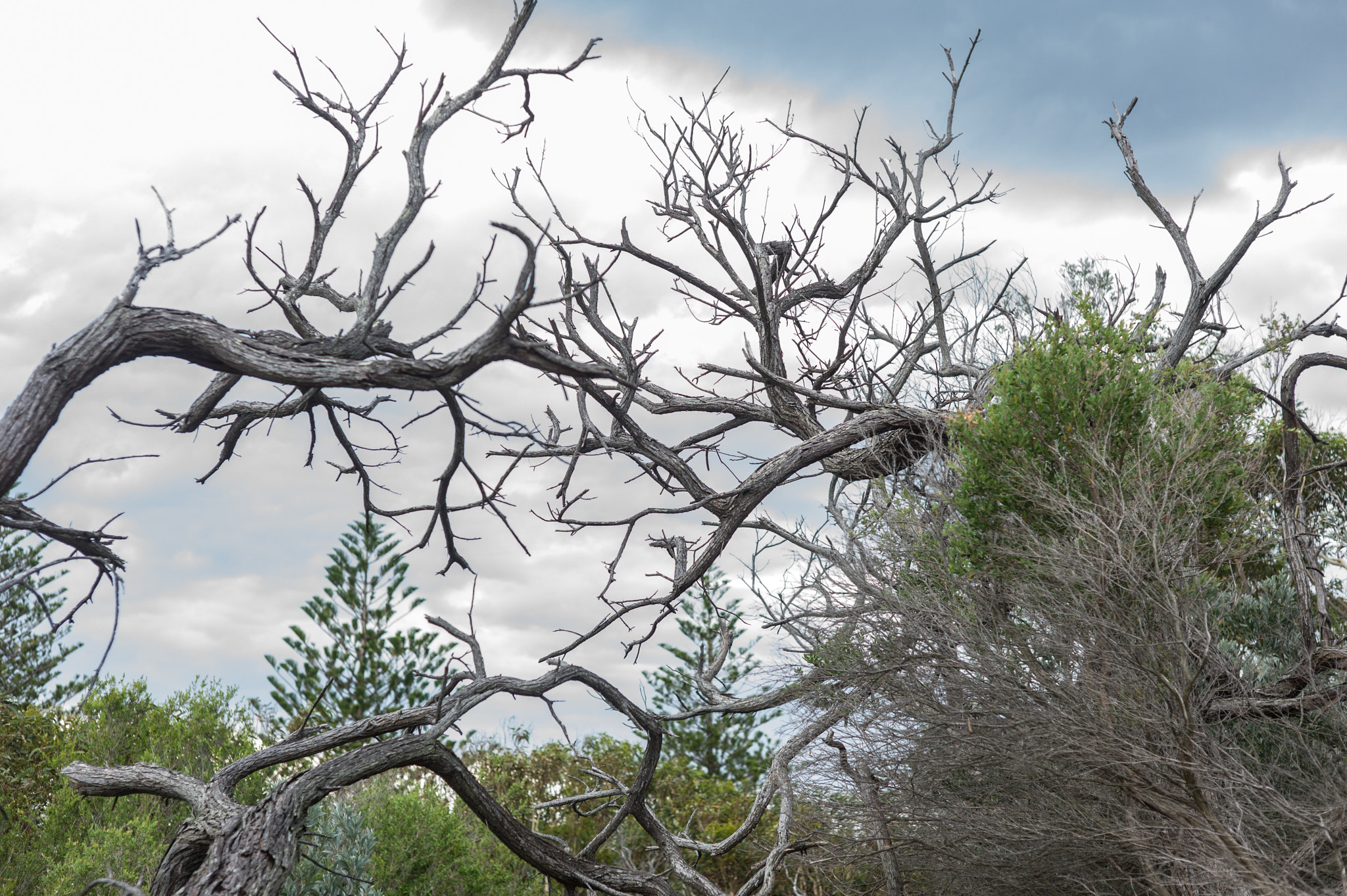 Leica M9 + Summicron-M 50mm f/2 (IV, V) sample photo. Tomaree national park photography