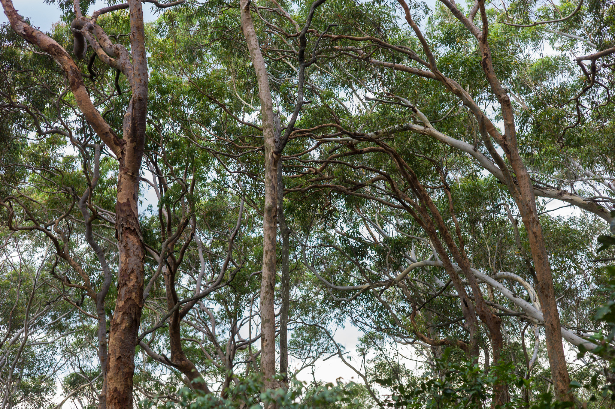 Leica M9 + Summicron-M 50mm f/2 (IV, V) sample photo. Tomaree national park photography