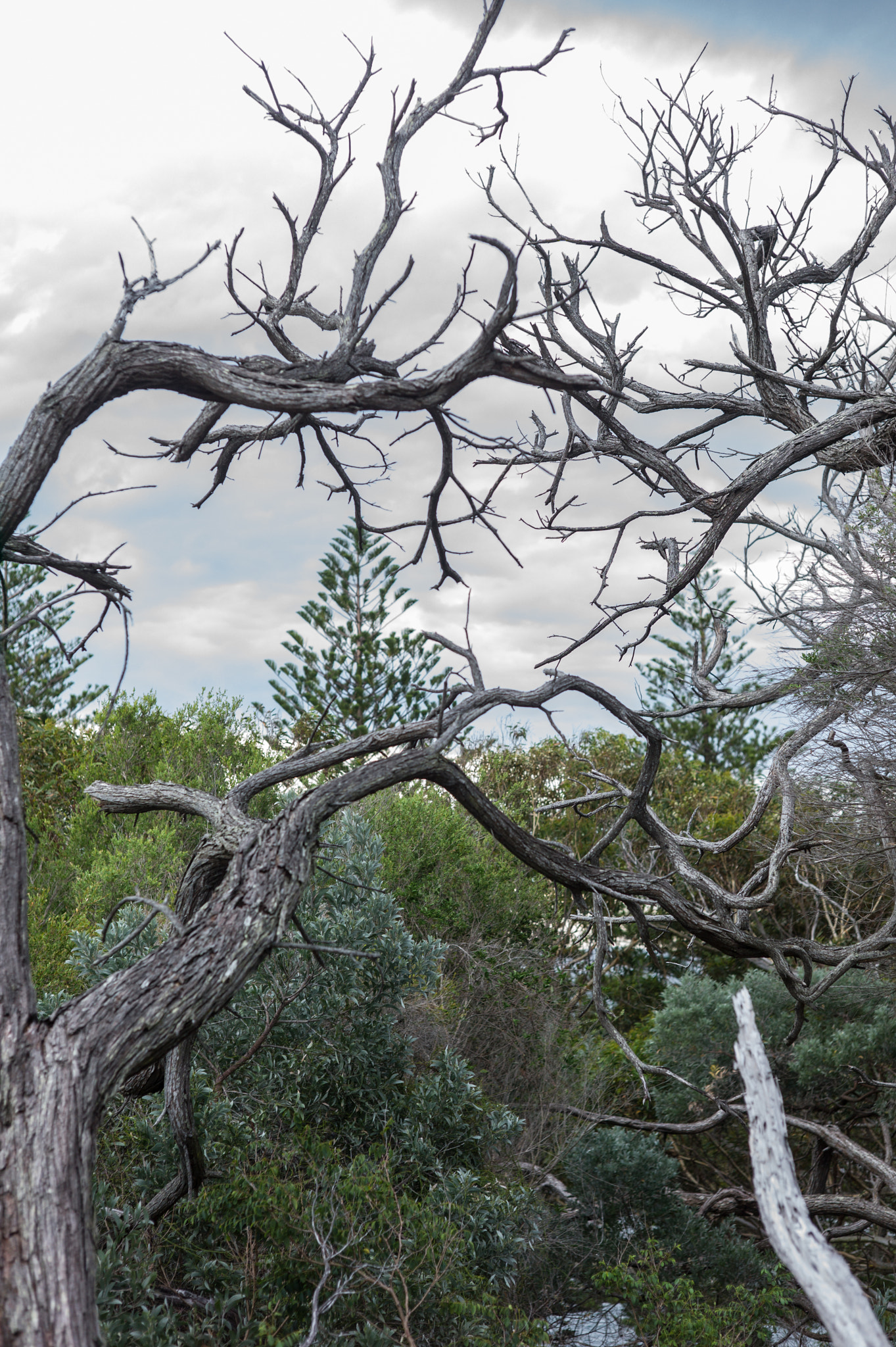 Leica M9 + Summicron-M 50mm f/2 (IV, V) sample photo. Tomaree national park photography