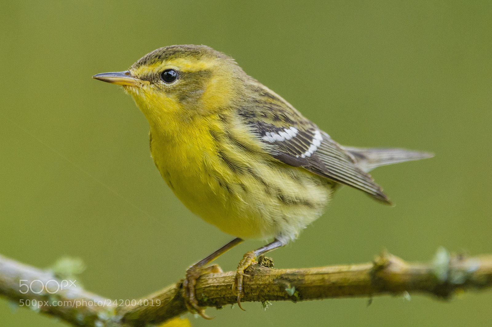 Nikon D7100 sample photo. Blackburnian warbler (boreal migrant). photography