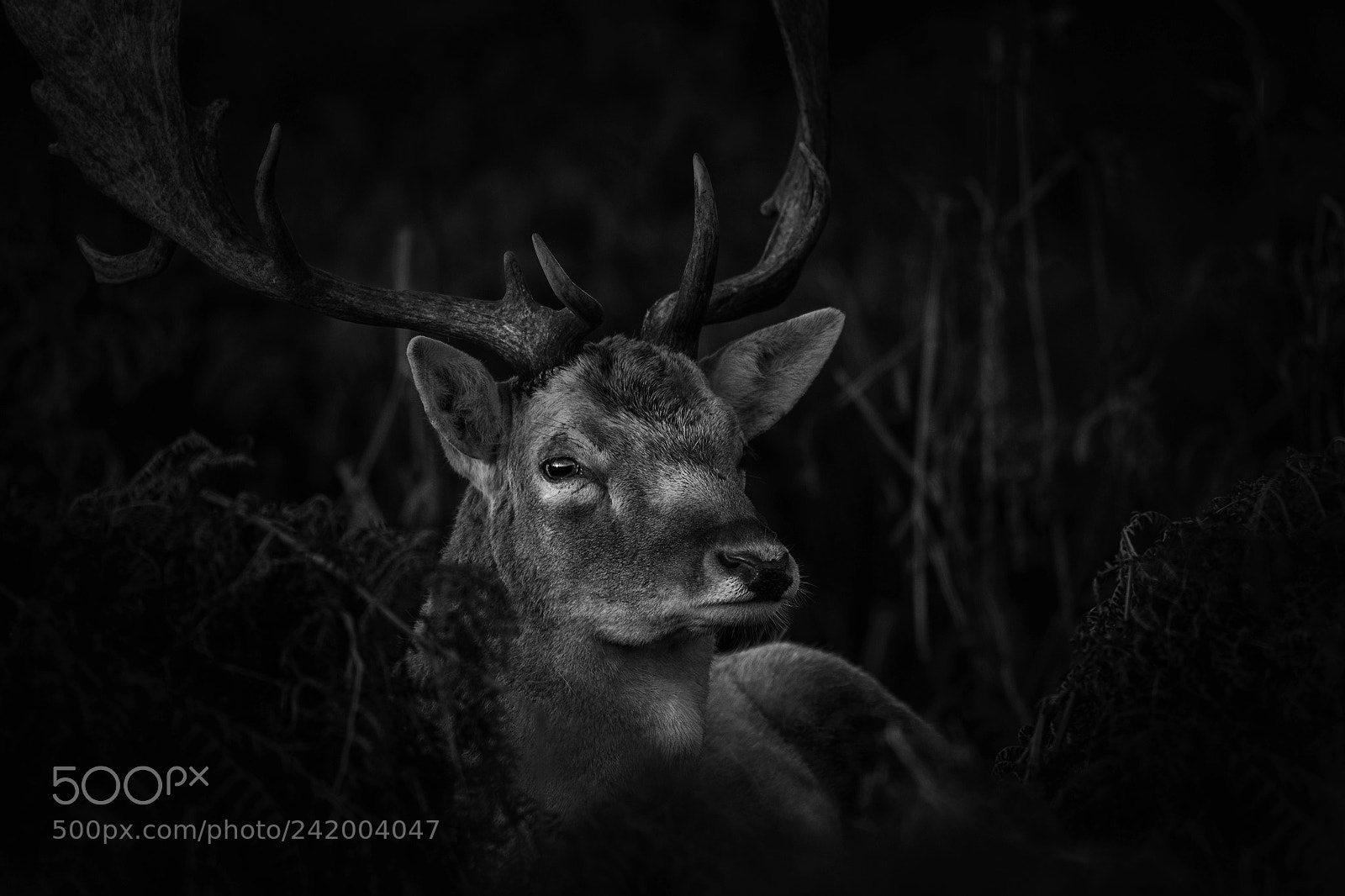 Nikon D7200 sample photo. Fallow photography