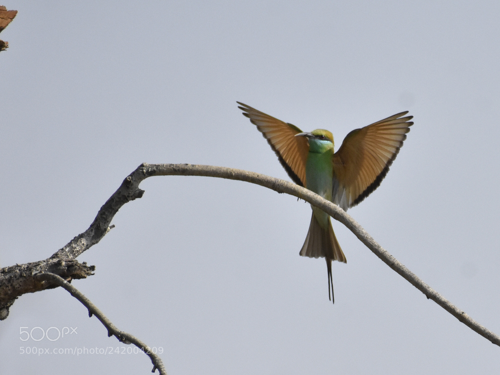 Nikon D3400 sample photo. Green bee eater photography