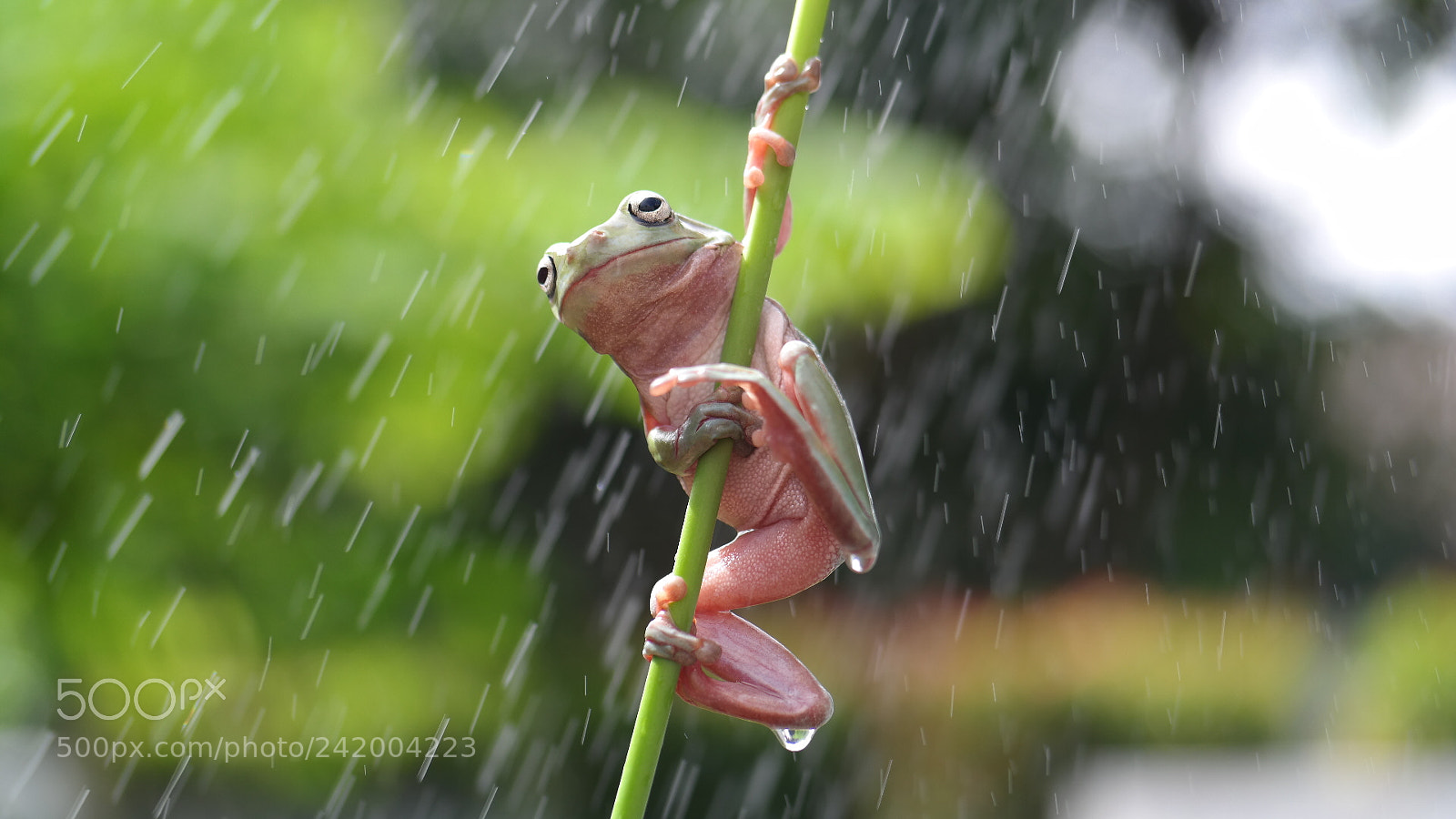 Samsung NX30 sample photo. Hold on - rainy photography