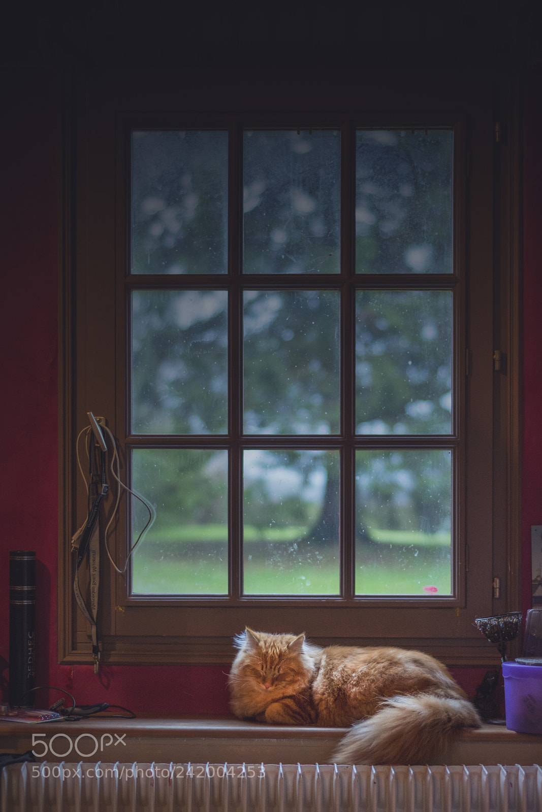 Nikon D7100 sample photo. Sleeping cat photography