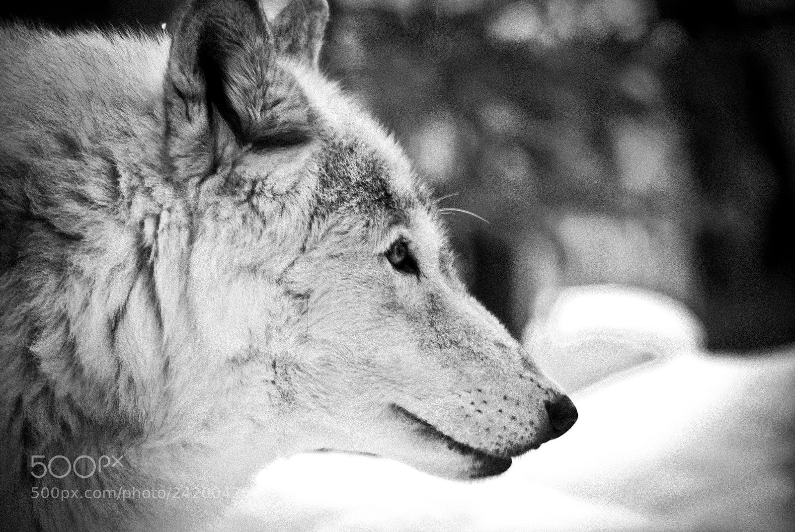 Nikon D80 sample photo. Midnight wolf photography