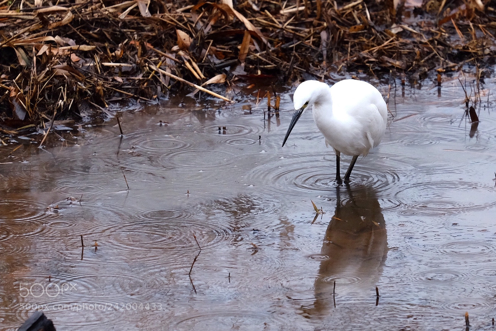 Fujifilm X-E2 sample photo. Egret photography