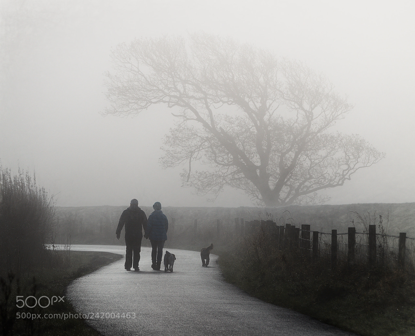 Canon EOS-1D X Mark II sample photo. Walking the dog photography