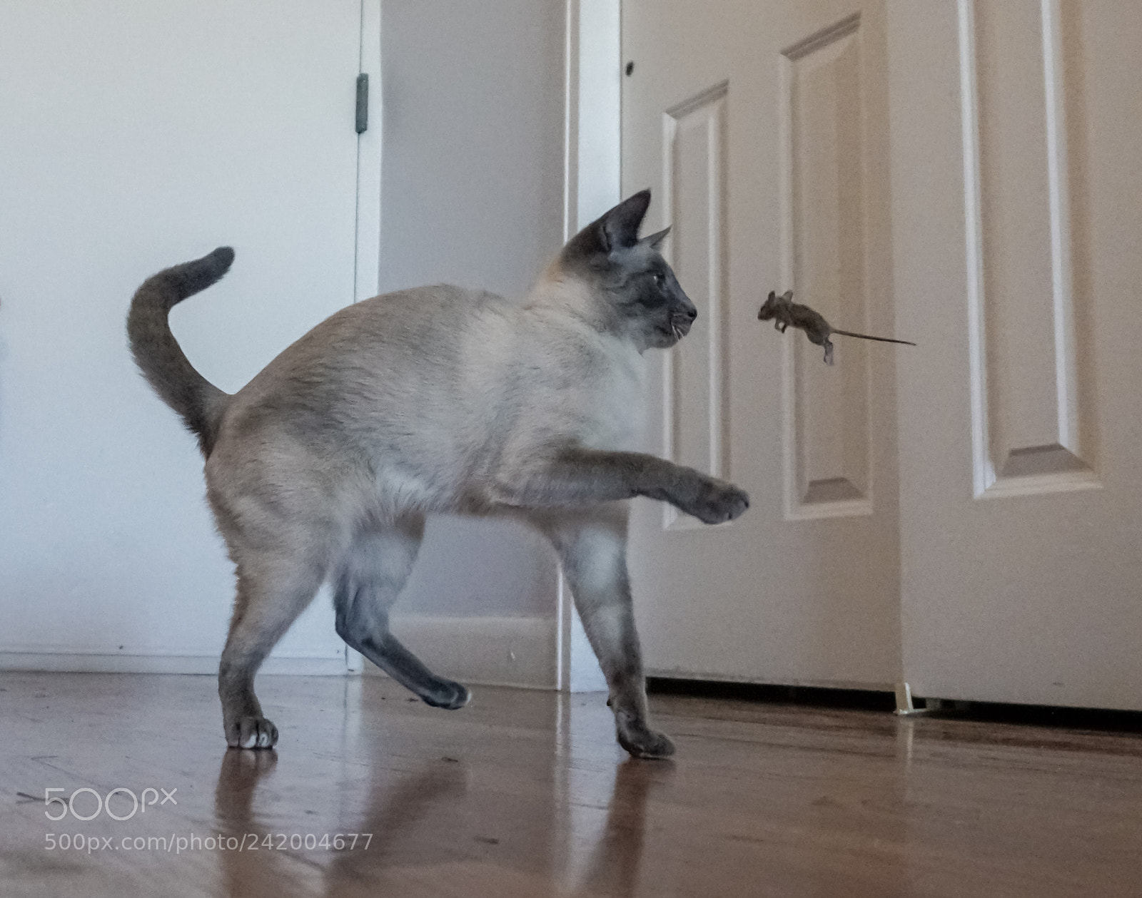 Sony a6300 sample photo. Real cat-and-mouse game photography