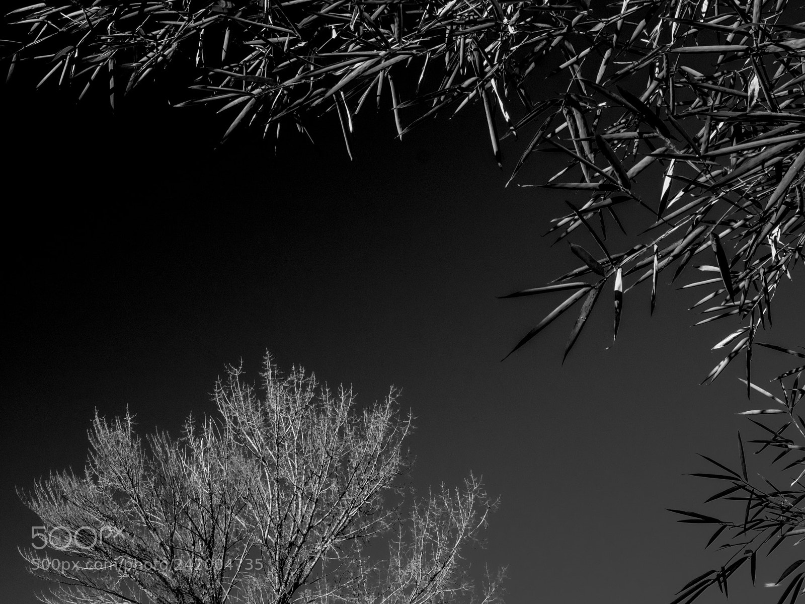 Olympus PEN-F sample photo. Untitled photography