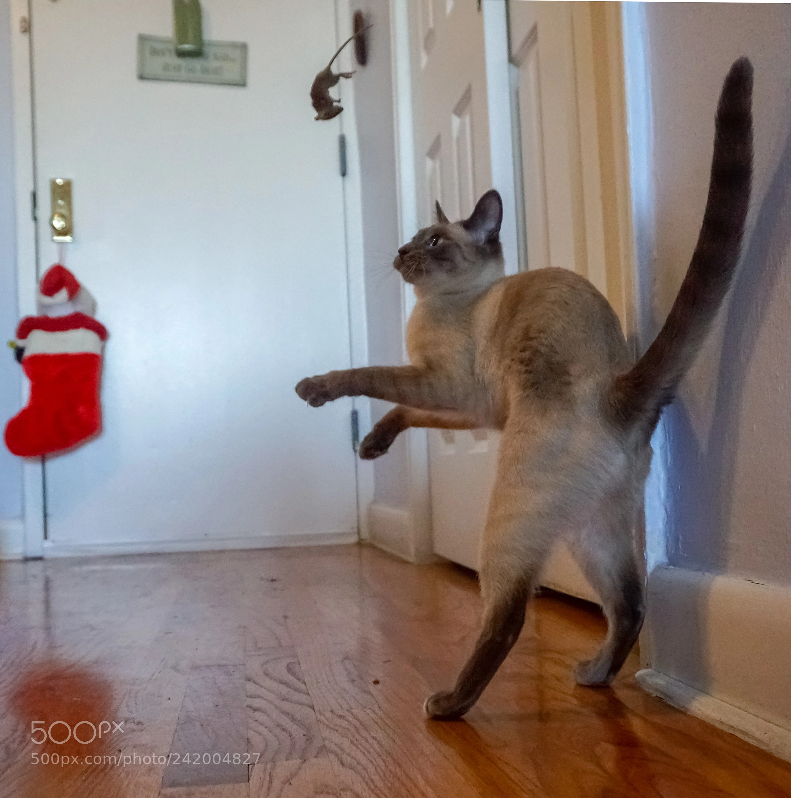 Sony a6300 sample photo. Real cat-and-mouse game photography