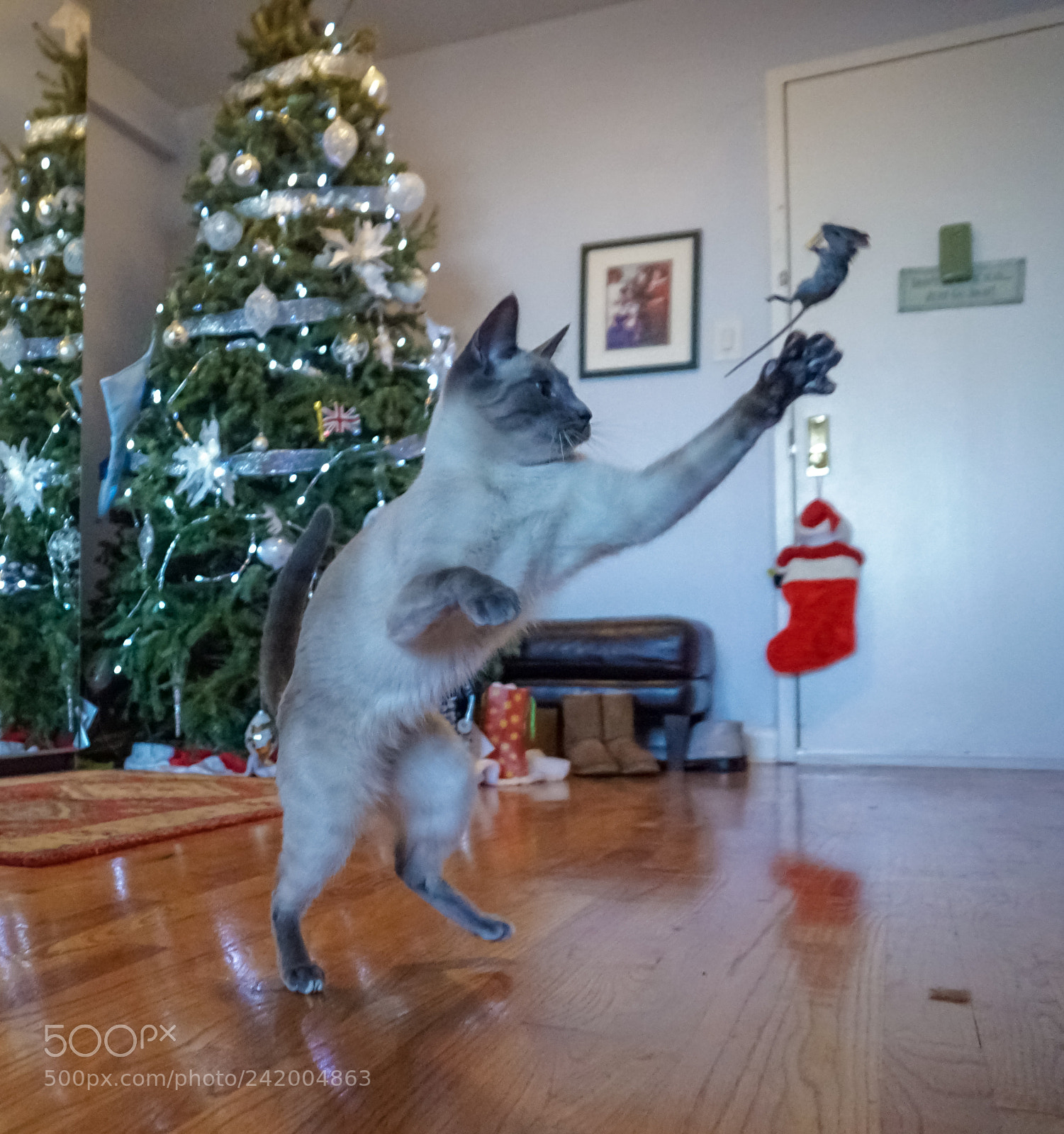 Sony a6300 sample photo. Real cat-and-mouse game photography