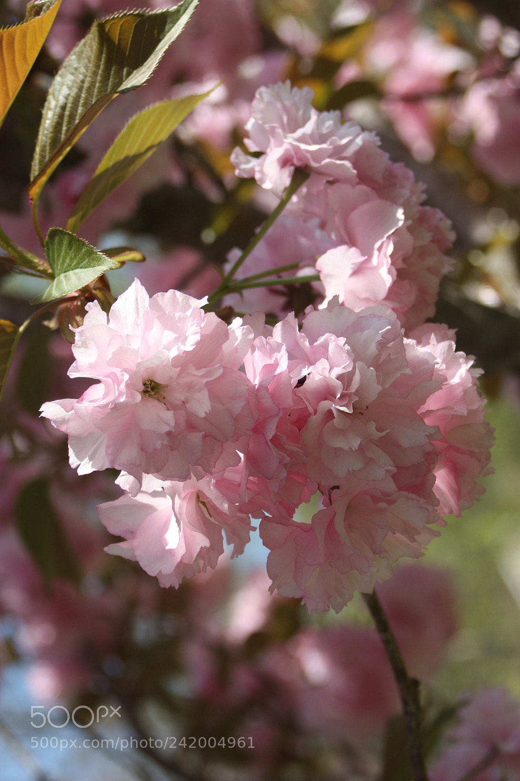 Canon EOS 450D (EOS Rebel XSi / EOS Kiss X2) sample photo. Blooming cherry tree photography