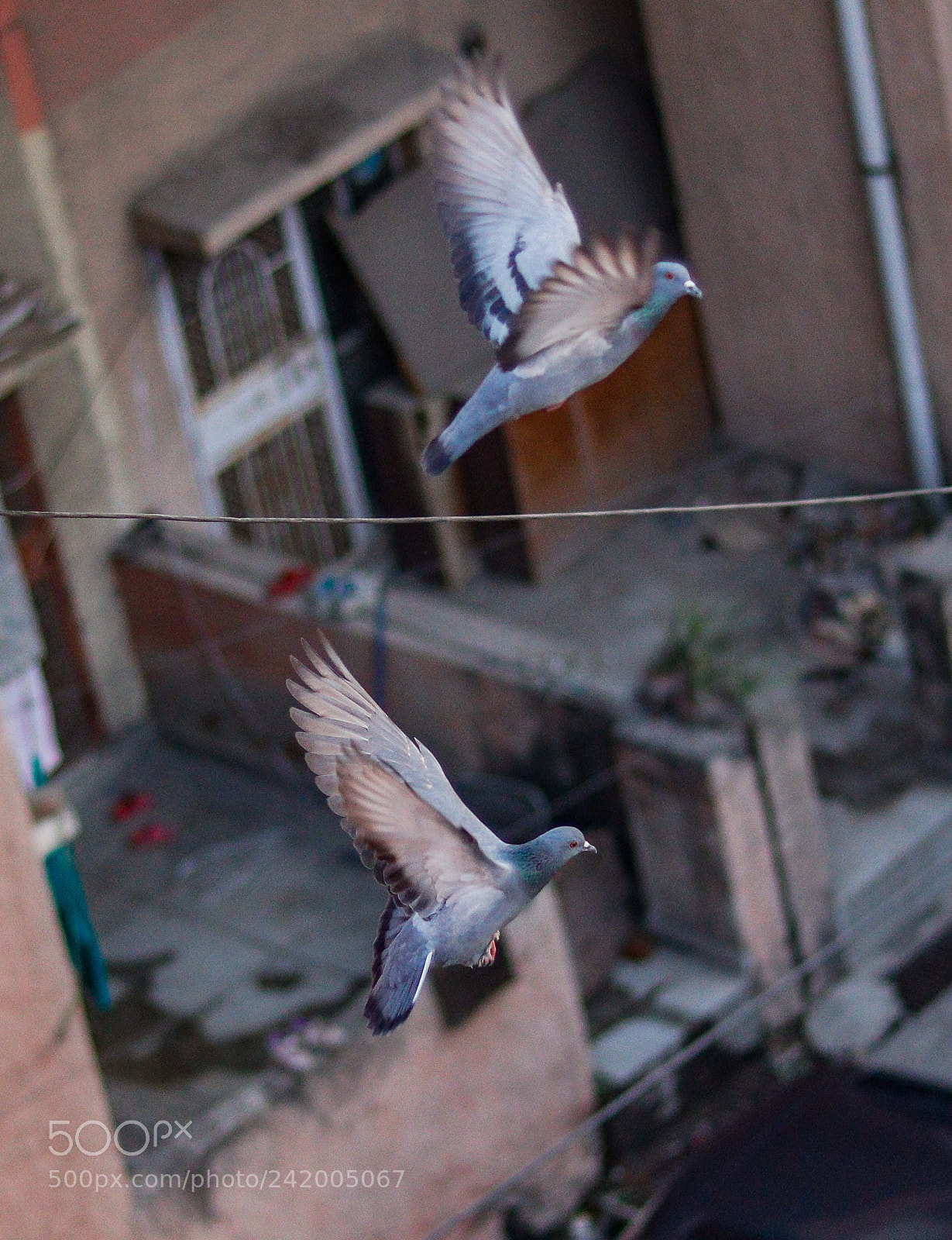 Canon EOS 77D (EOS 9000D / EOS 770D) sample photo. Pigeon photography