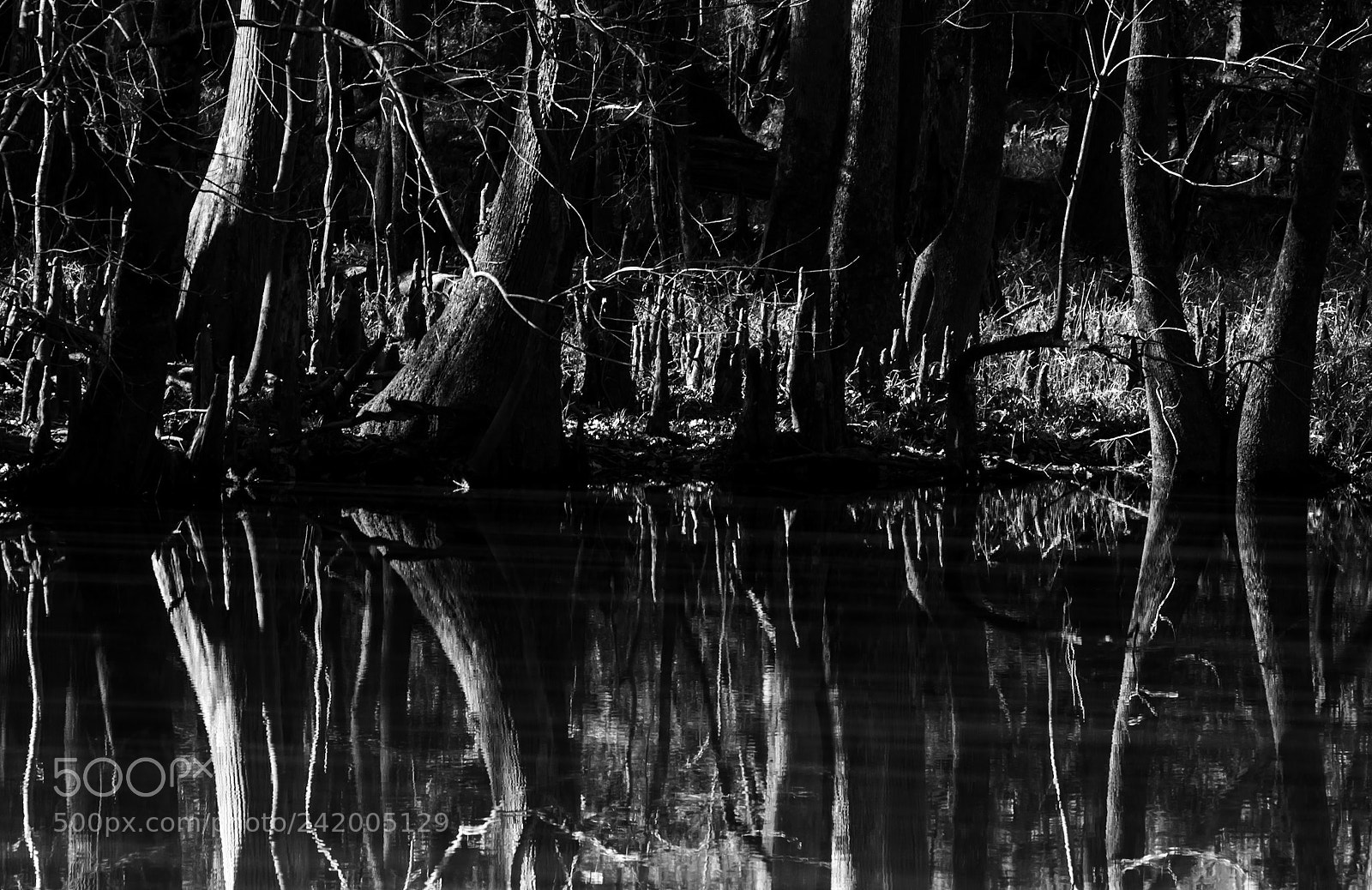Nikon D5500 sample photo. Congaree reflections  photography