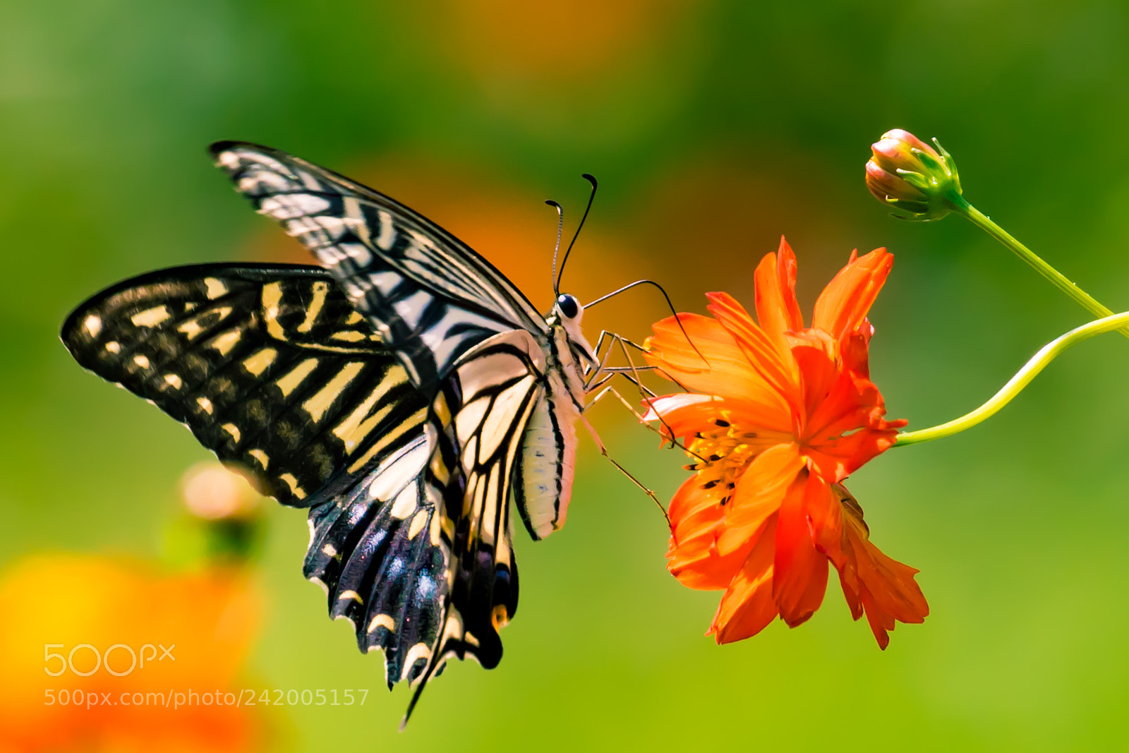 Canon EOS 7D Mark II sample photo. Swallowtail butterfly photography