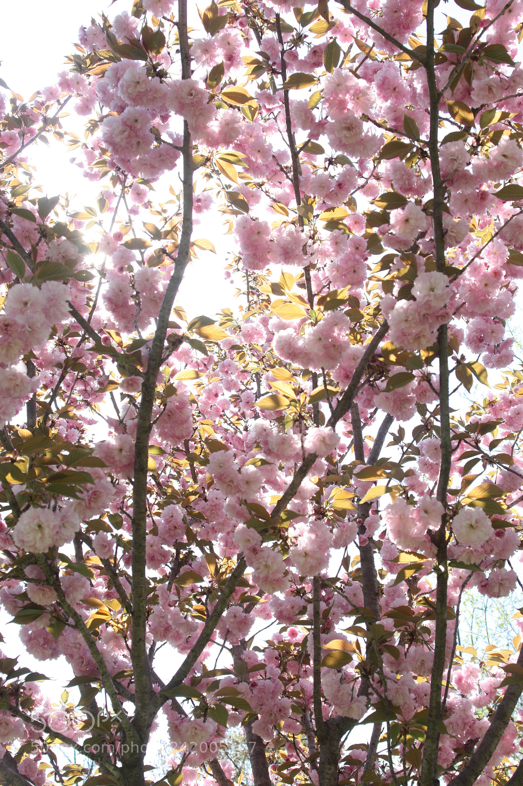Canon EOS 450D (EOS Rebel XSi / EOS Kiss X2) sample photo. Cherry blossoms photography