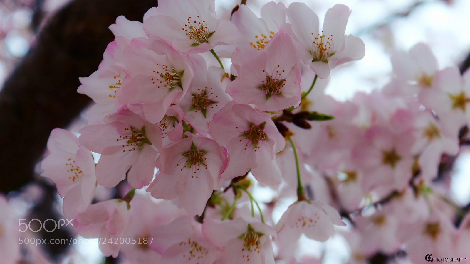 Canon EOS 650D (EOS Rebel T4i / EOS Kiss X6i) sample photo. Blossom photography
