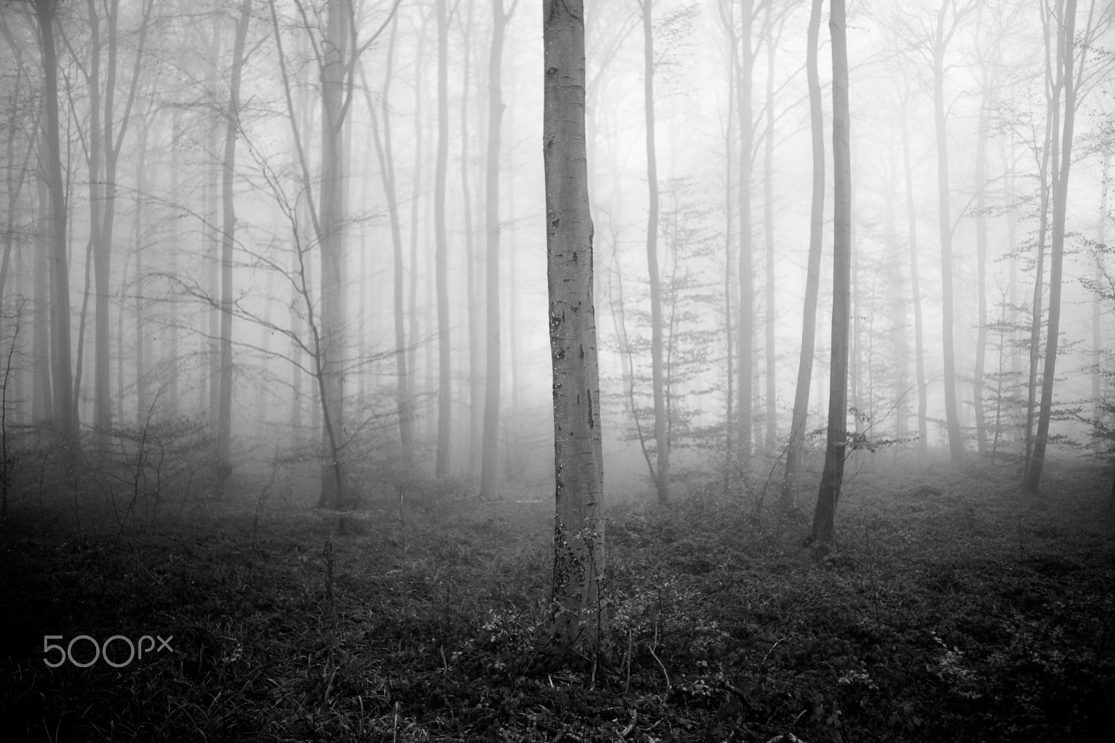 Sony 35mm F1.4 G sample photo. Foggy forest, 22-12-2016 (#1), bw photography