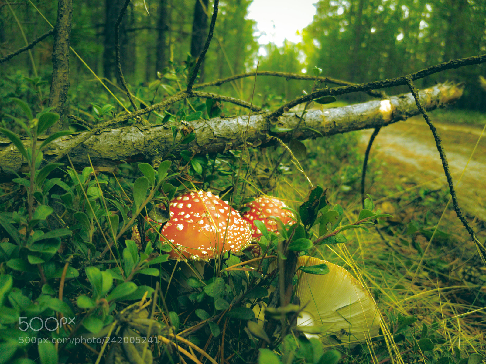 Samsung Galaxy S7 sample photo. Russian forest photography