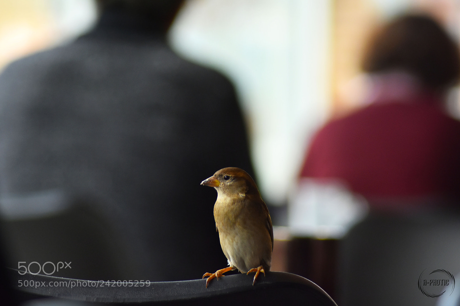 Nikon D7200 sample photo. Lausanne, switzerland photography