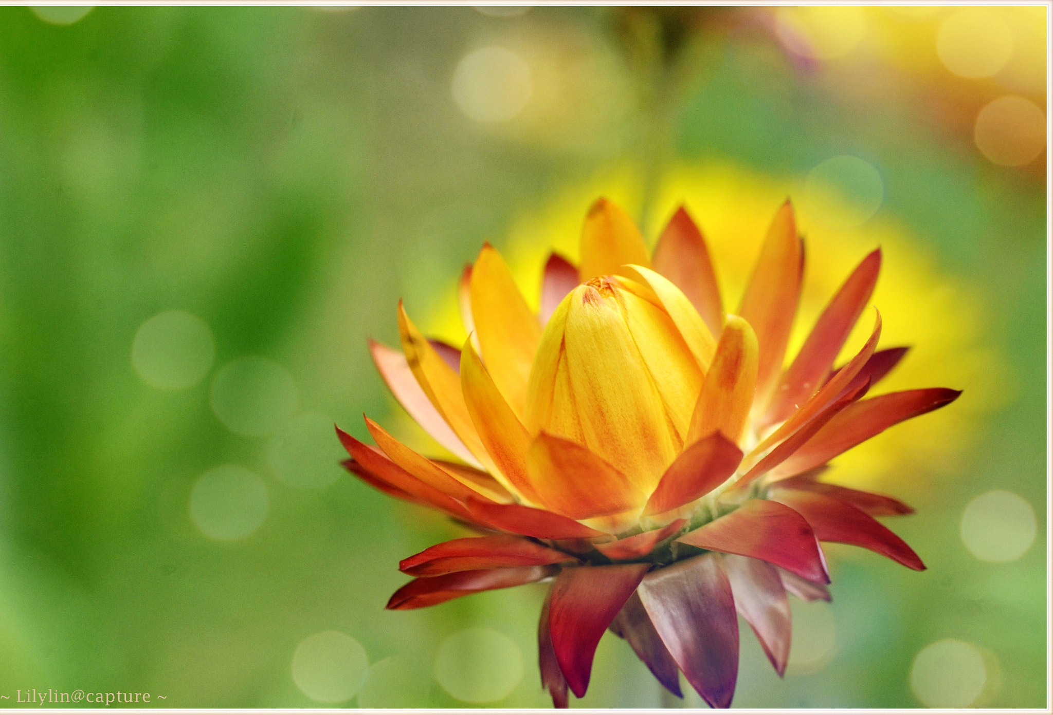 Nikon D300 + Nikon AF Nikkor 50mm F1.8D sample photo. You are my dedication.... photography