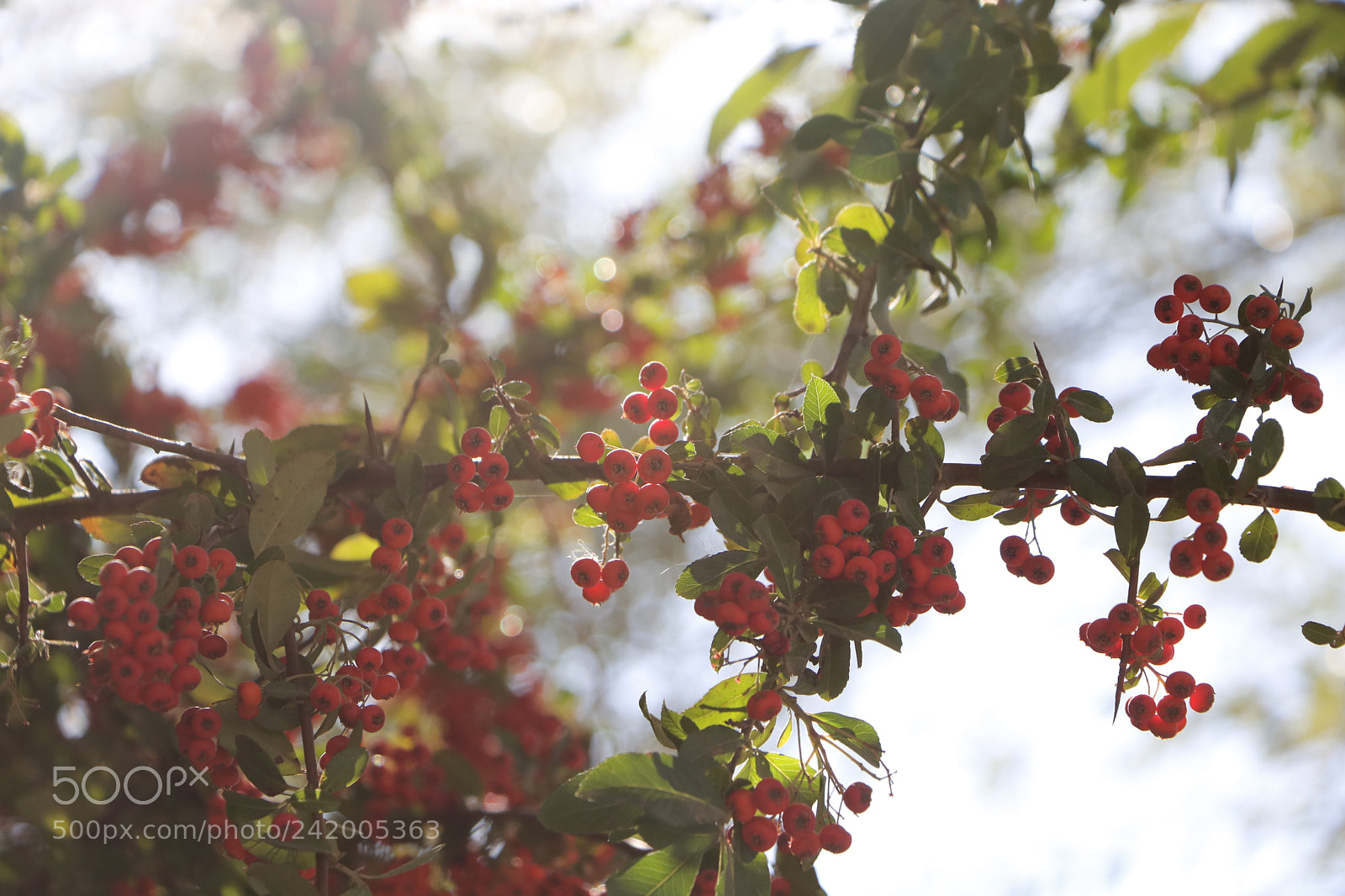 Canon EOS 750D (EOS Rebel T6i / EOS Kiss X8i) sample photo. Like a paradise photography