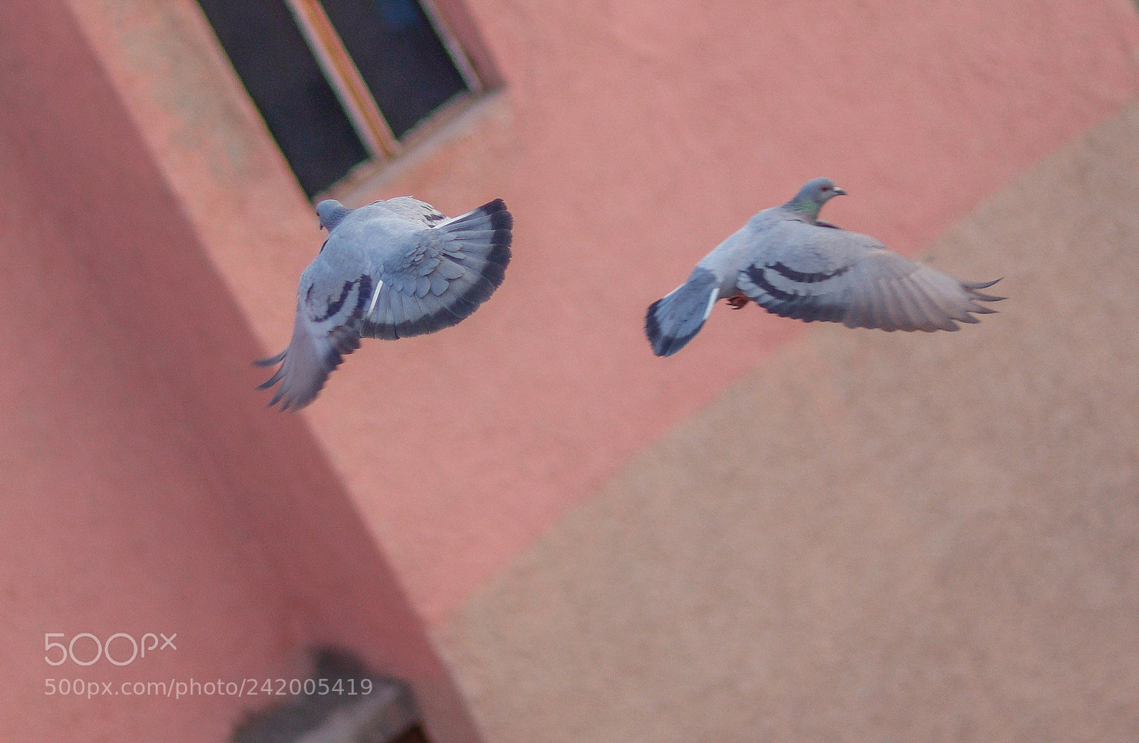 Canon EOS 77D (EOS 9000D / EOS 770D) sample photo. Pigeon photography