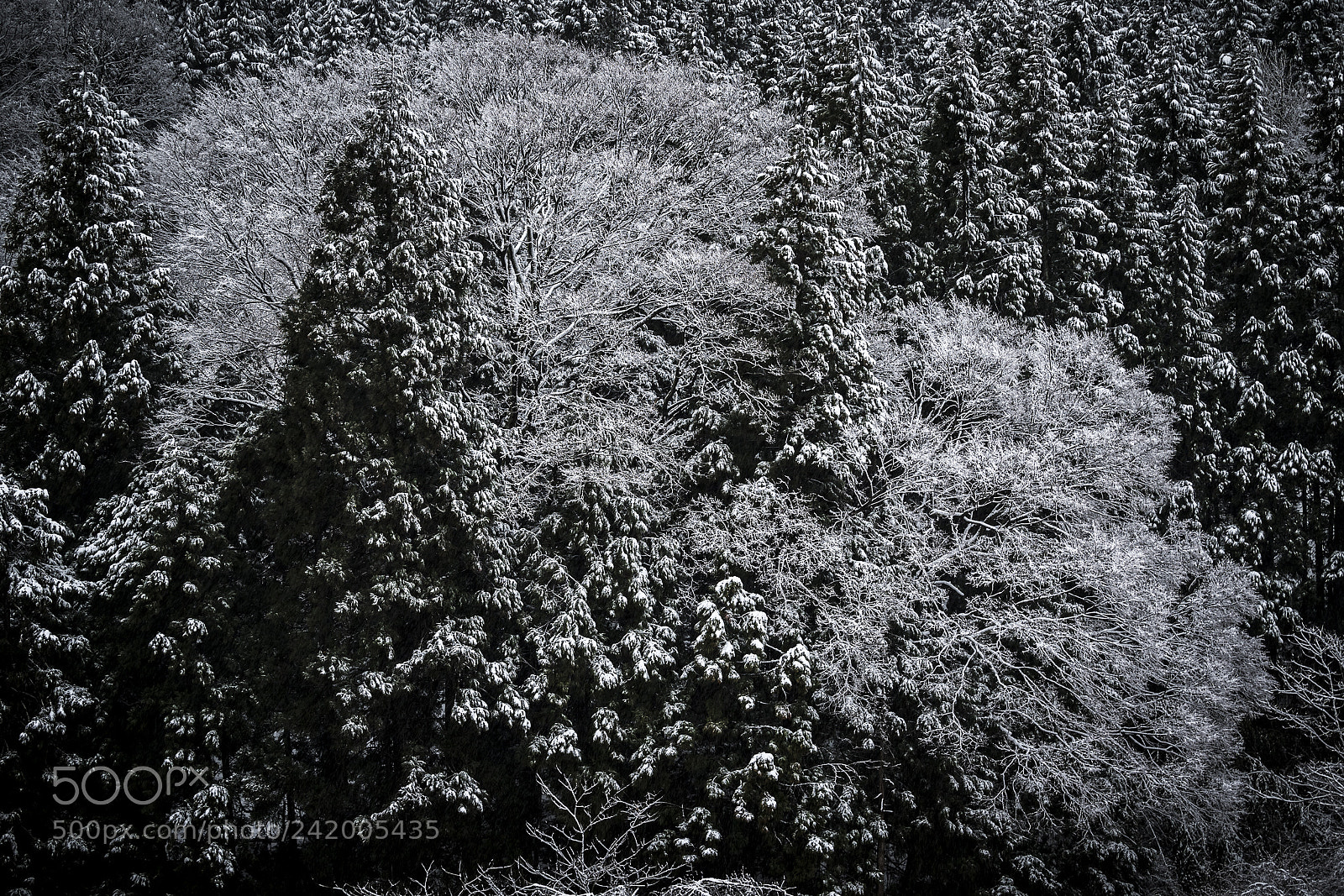 Nikon D5 sample photo. 冴景 photography