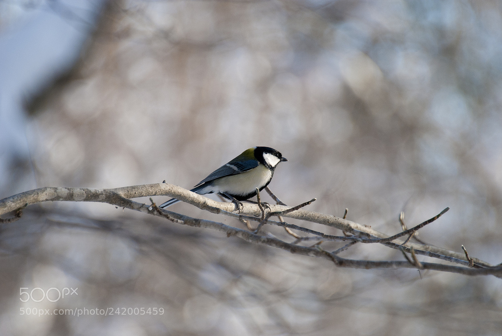 Nikon D80 sample photo. Great tit photography