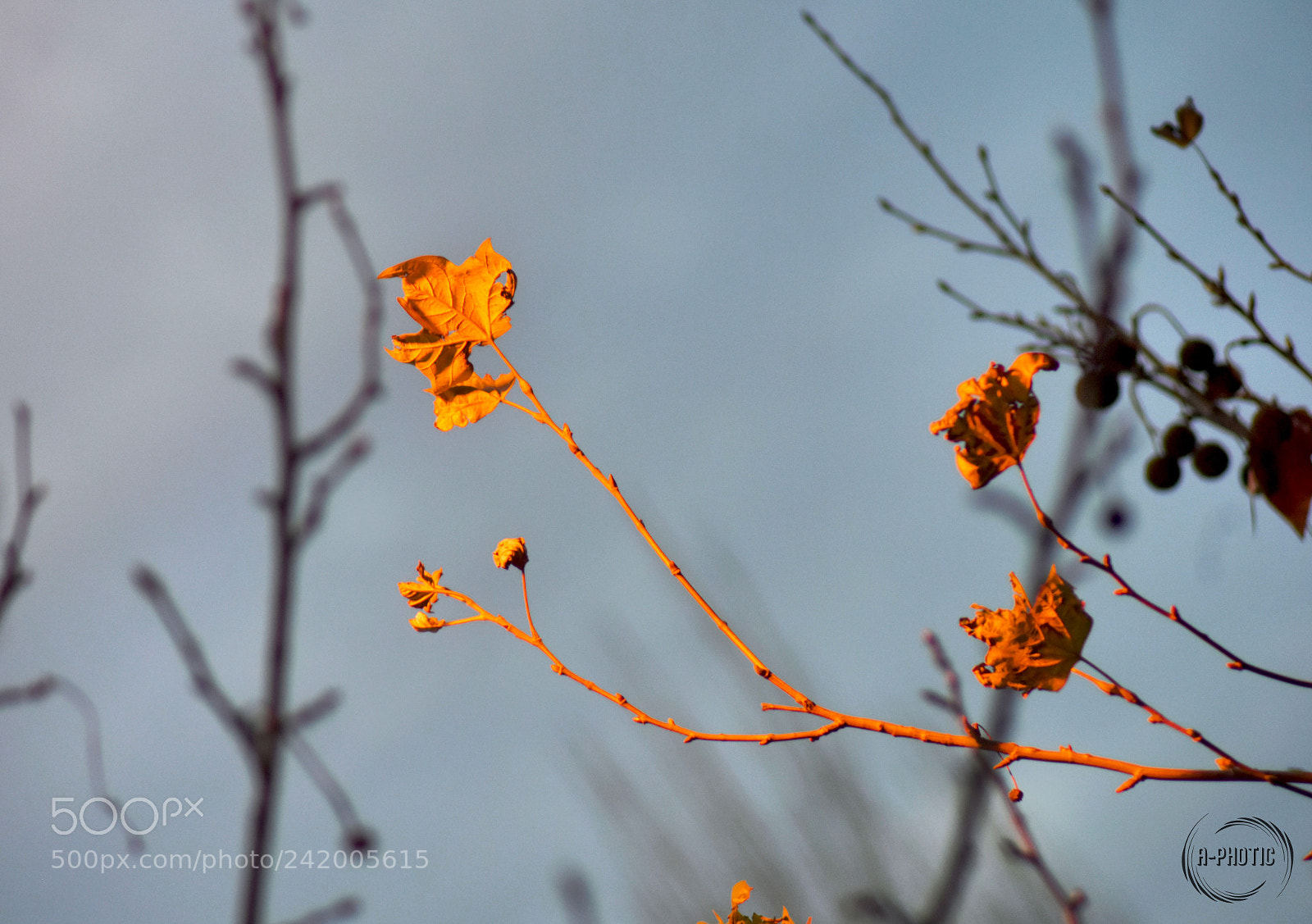 Nikon D7200 sample photo. Tirana, albania photography