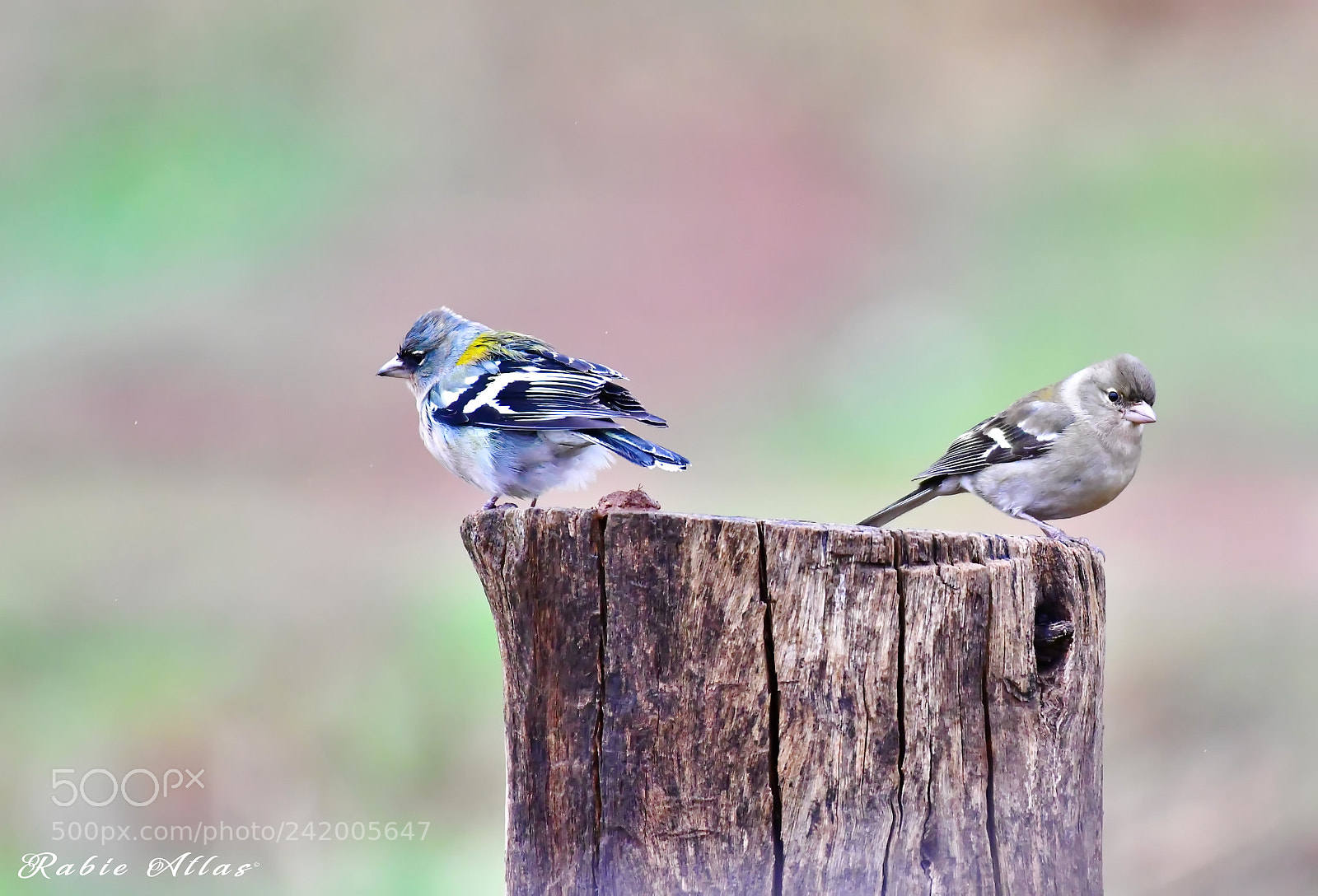 Nikon AF-S Nikkor 200-500mm F5.6E ED VR sample photo. Pin photography